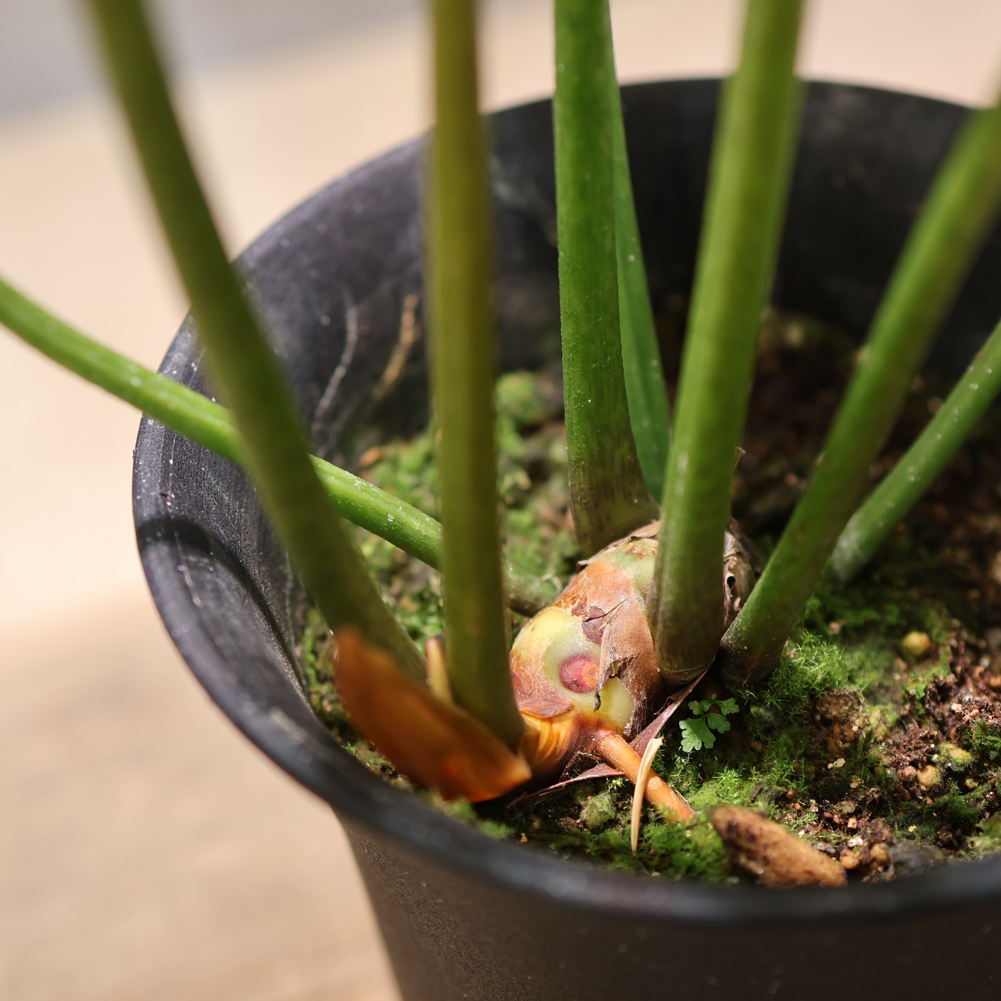 324 線と陰影を愉しむ『フィロデンドロン カロッスム Philodendron