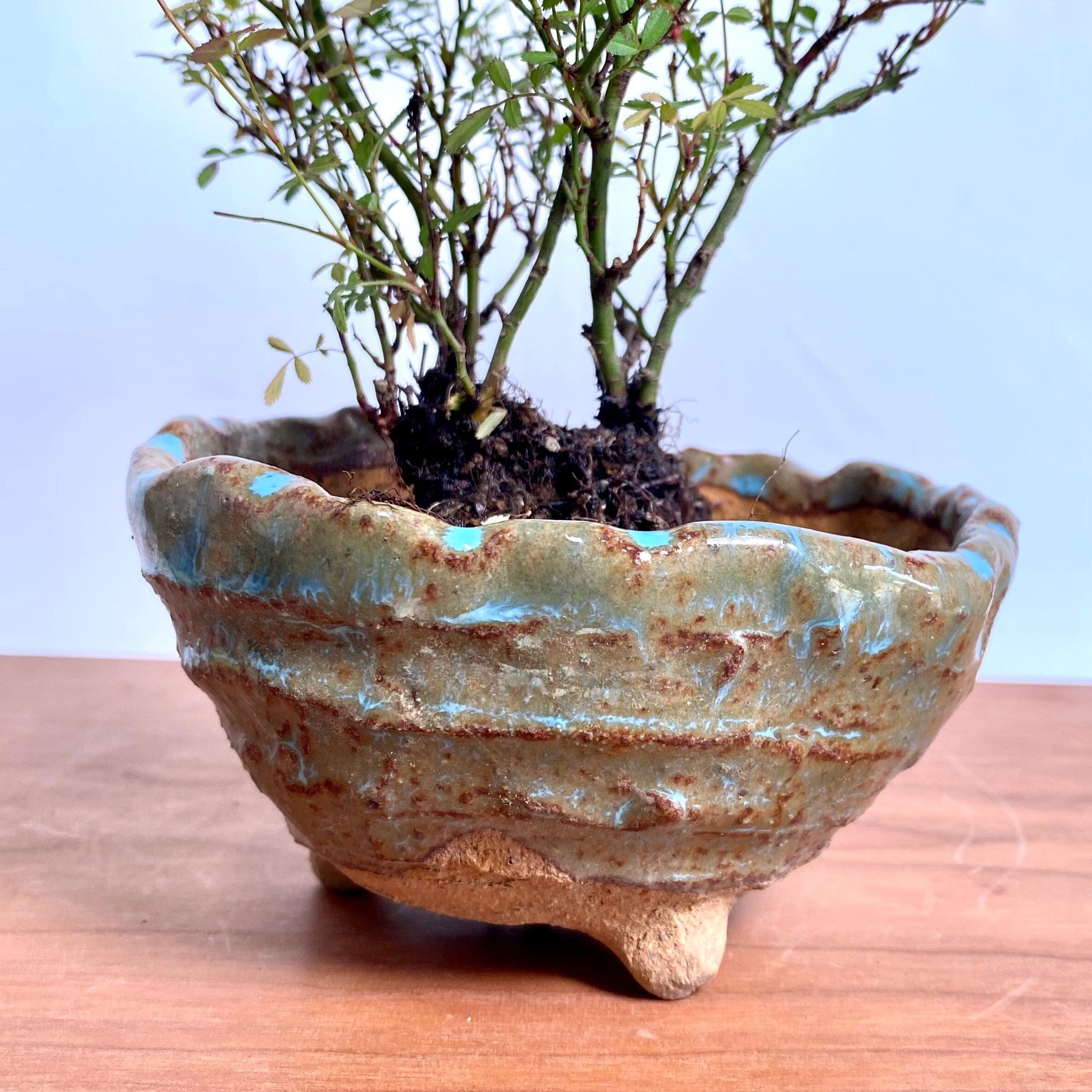 盆栽 姫オリーブ-2 姫オリーブ｜石木花｜SEKIBOKKA