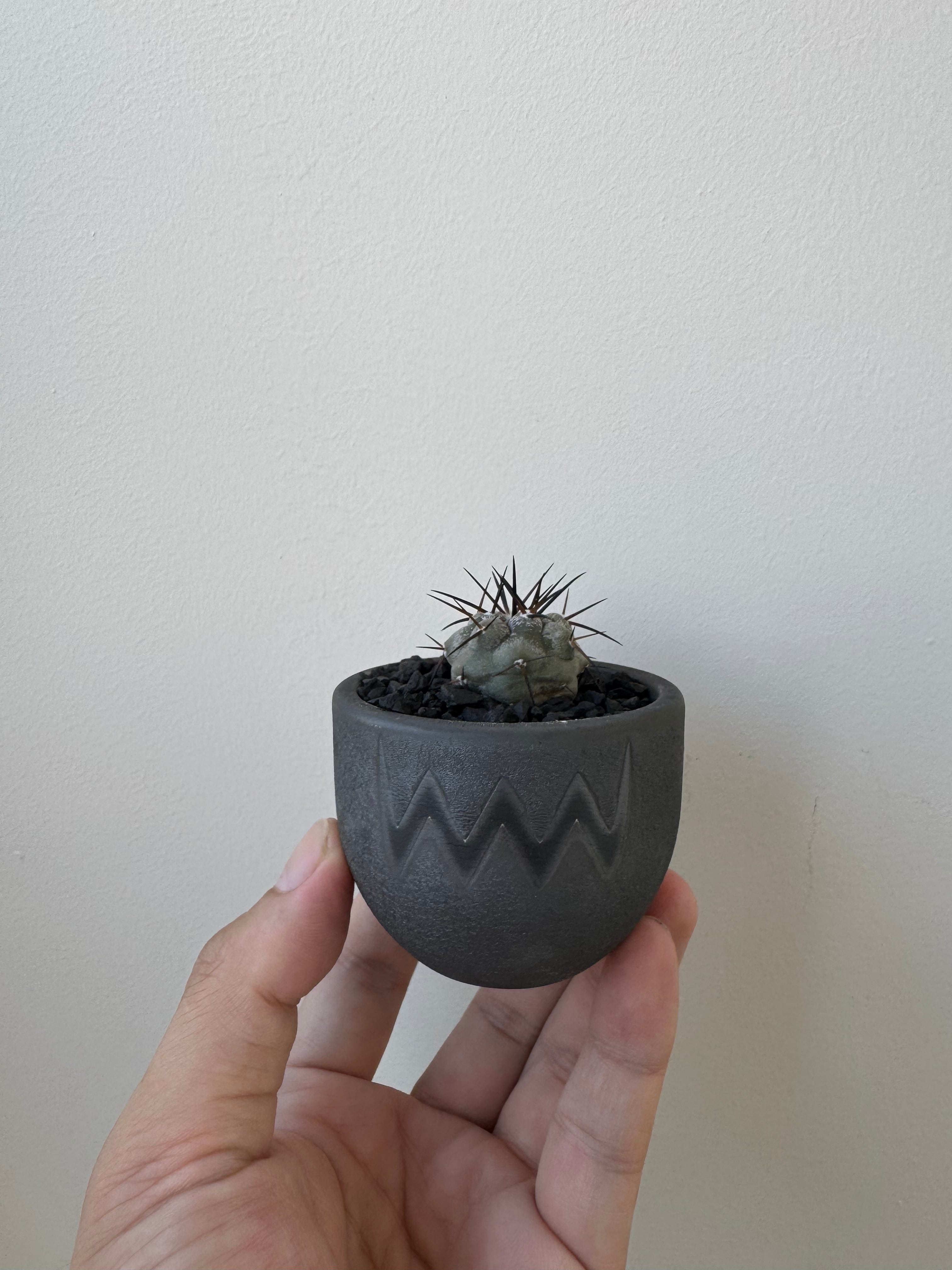新着】Copiapoa cinerea × VALIEM BABY【俺の黒王丸】コピアポア
