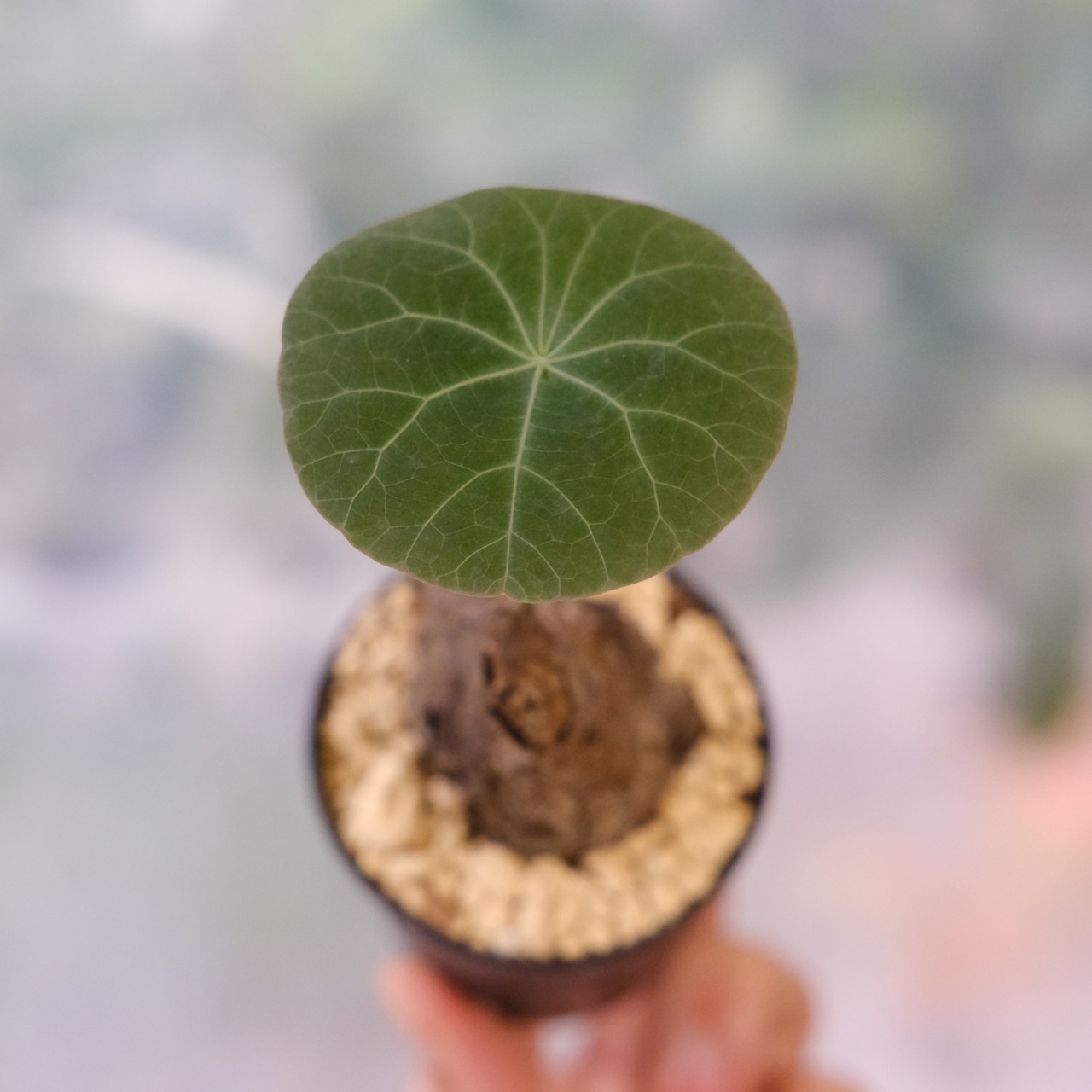 Stephania kaweesakii / ステファニア カウィーサキー⑨ / 観葉植物