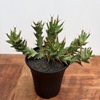 Euphorbia tortirama【ユーフォルビア・トルチラマ】