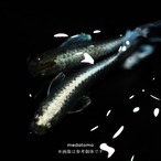 Emekin - エメキンメダカ稚魚 10匹 thumbnail 1