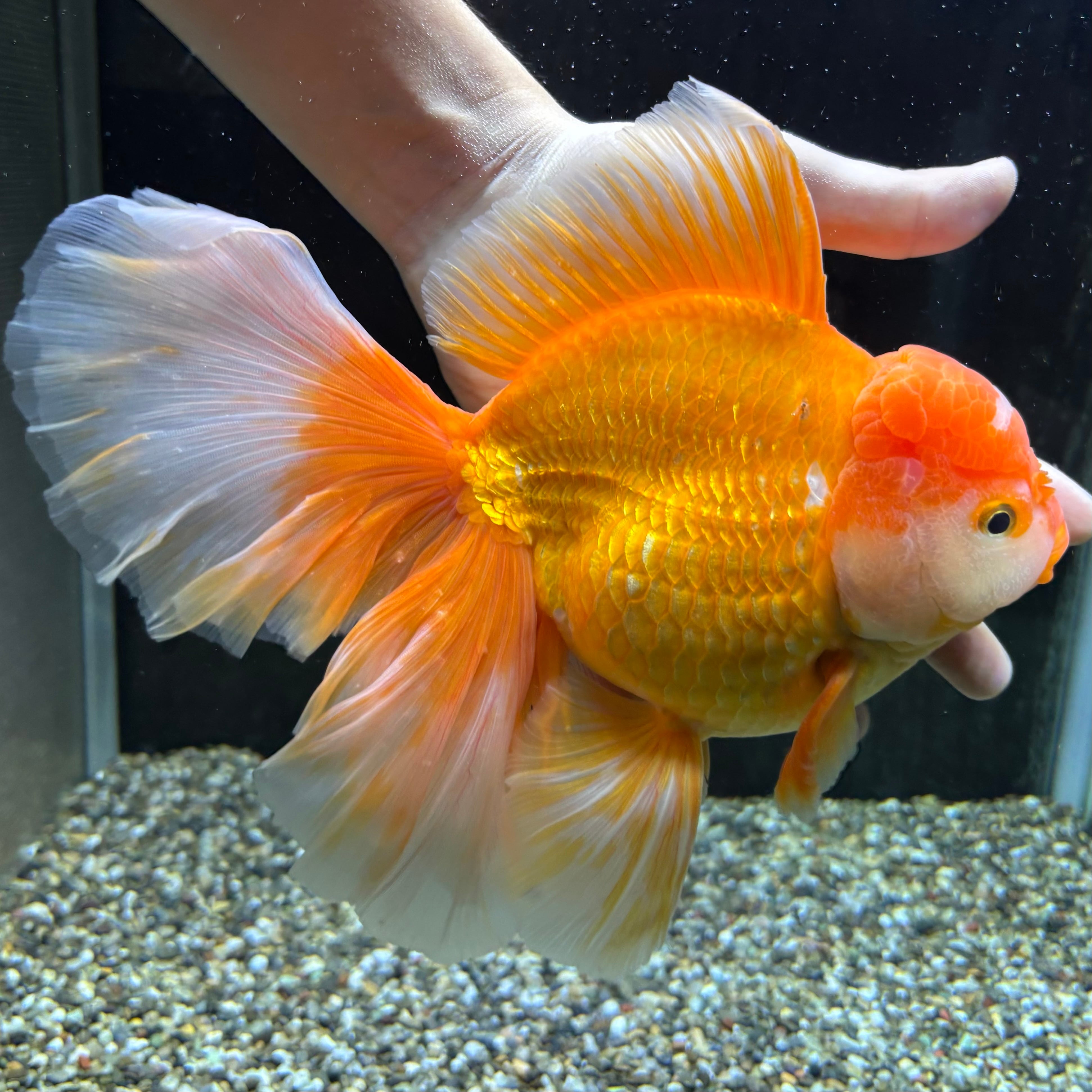 セレクト】ローズテールオランダ 更紗 21cm | 金魚・熱帯魚専門店