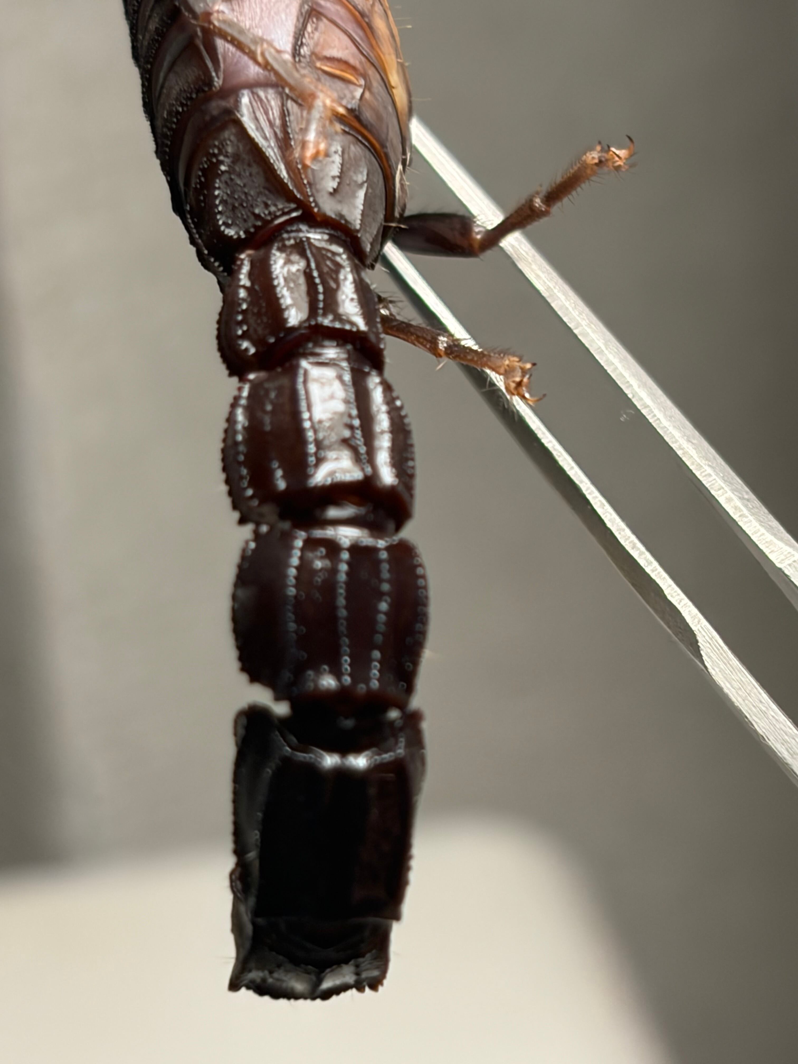 黒いオブトサソリの中でも大型かつマッドな質感のモロッコファット