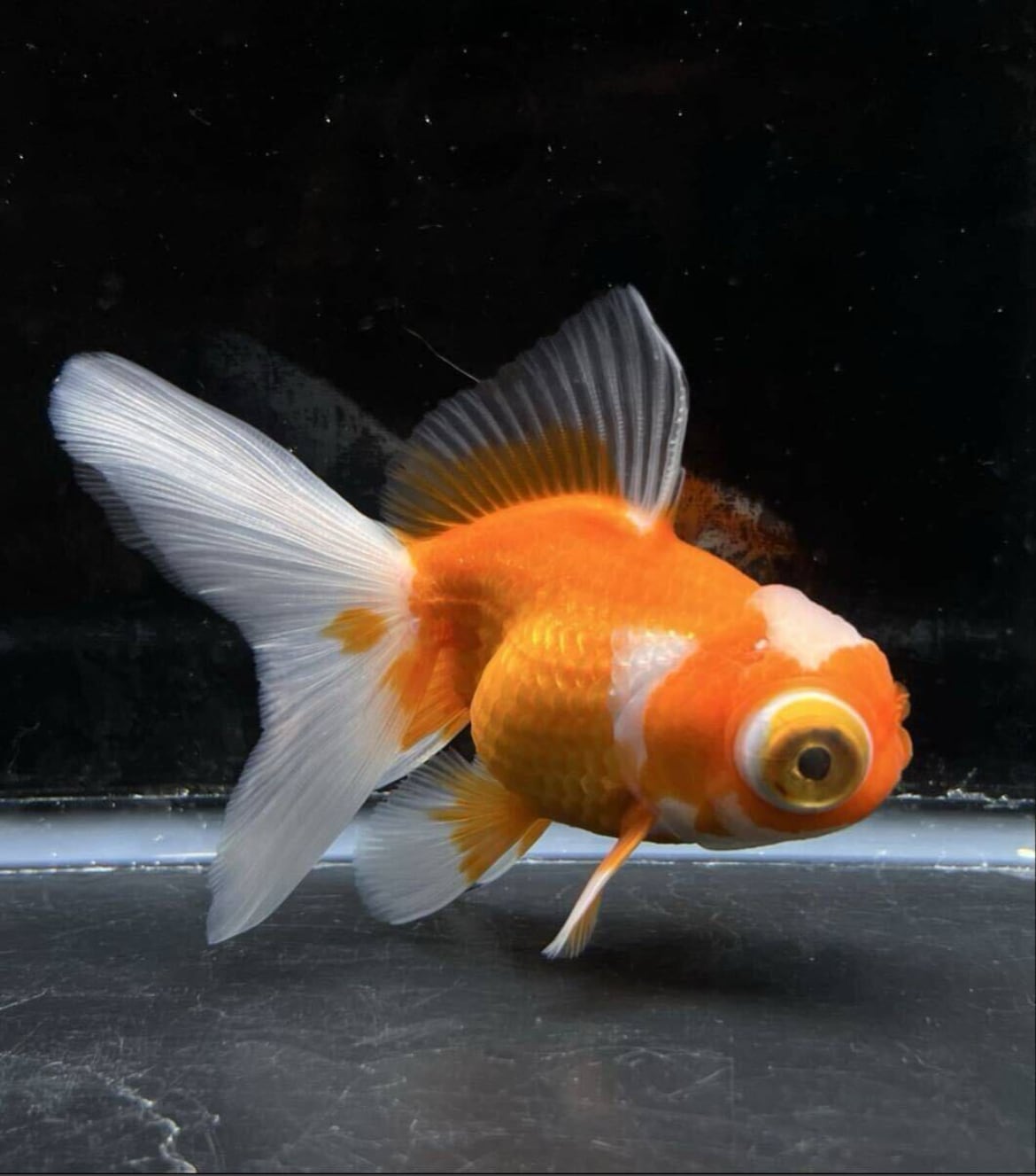 中国便 更紗 白丹頂 竜眼 オランダ 現物個体 美柄 約10cm No3