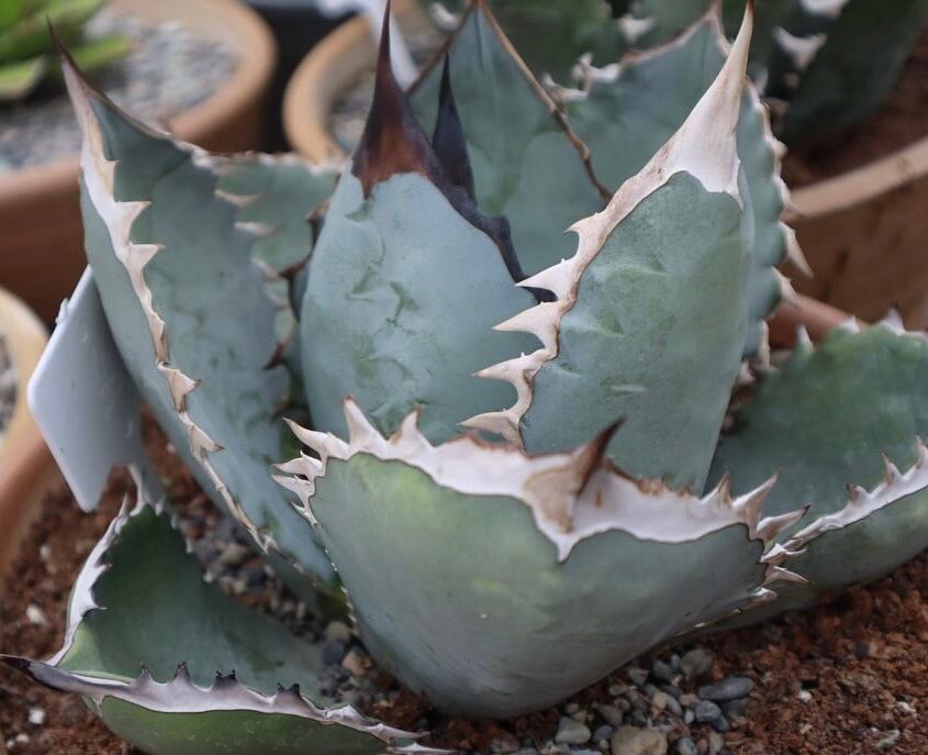 アガベ チタノタ C017【502】 | PROTOLEAF プロトリーフ