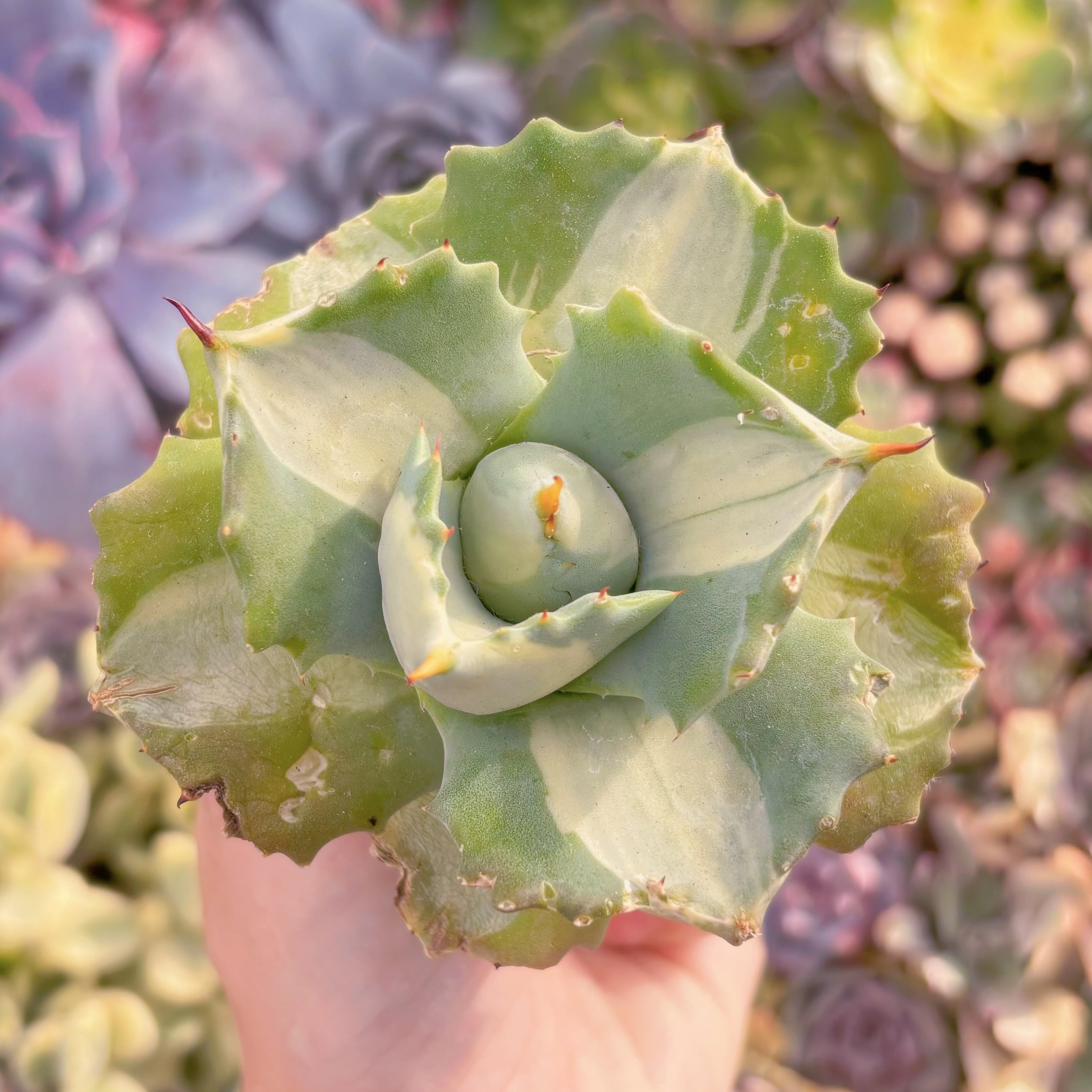 多肉植物　王妃雷神錦　新入荷　るる農園