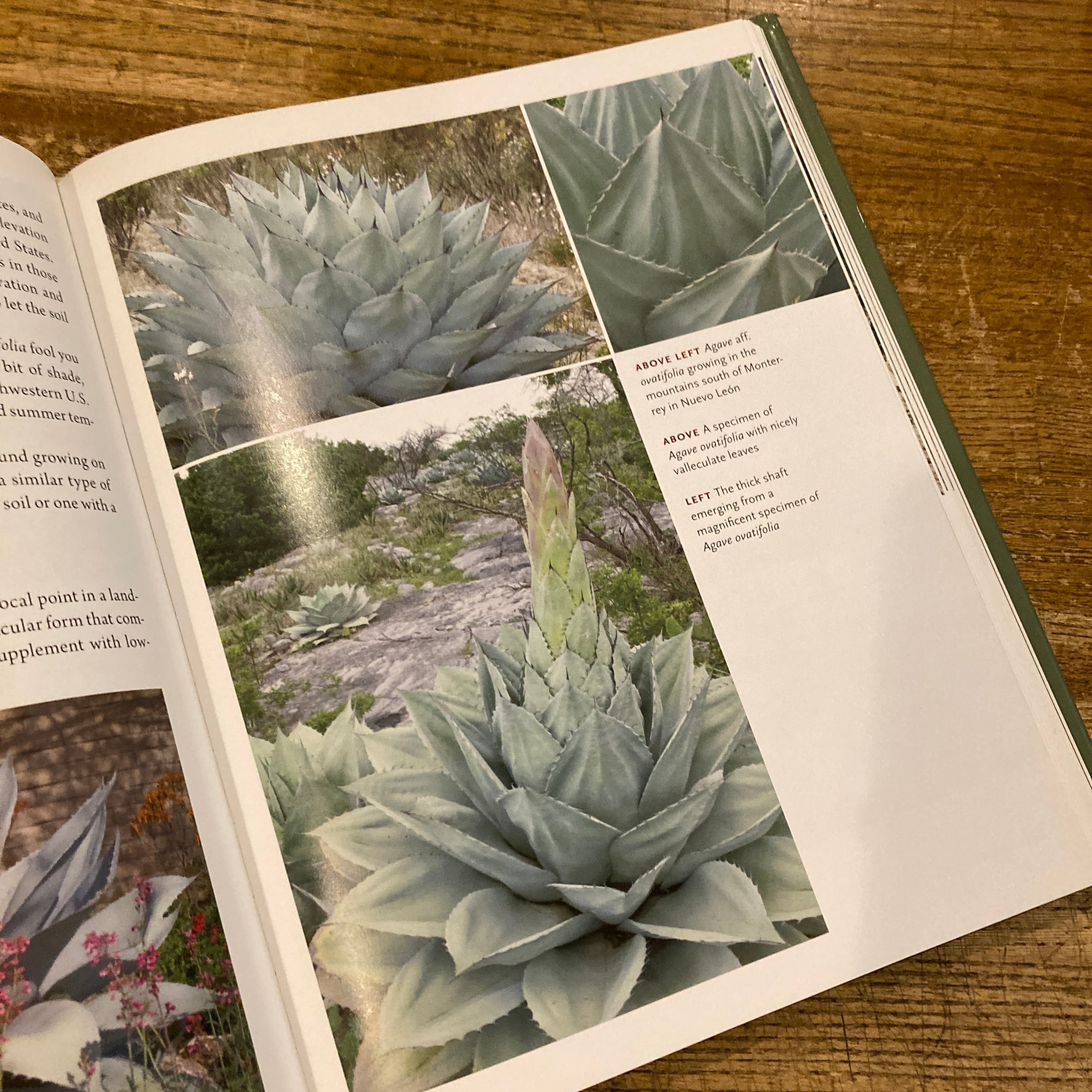 Agaves: Living Sculptures for Landscapes and Containers Agaves: Living Sculptures for Landscapes and Containers