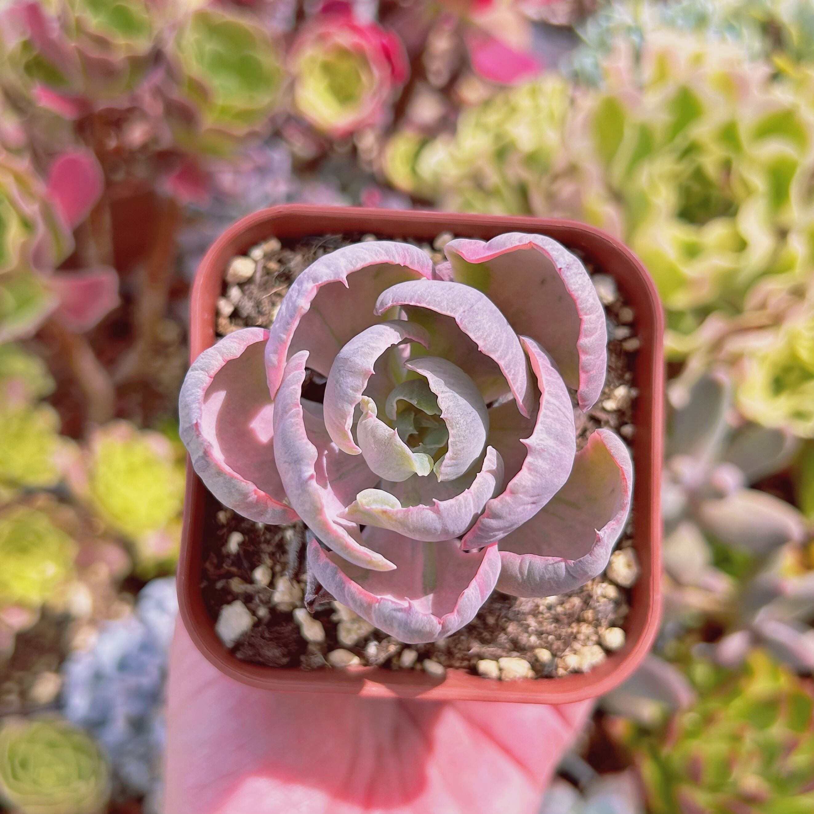 現物　多肉植物　ビヨンセ錦　抜き苗