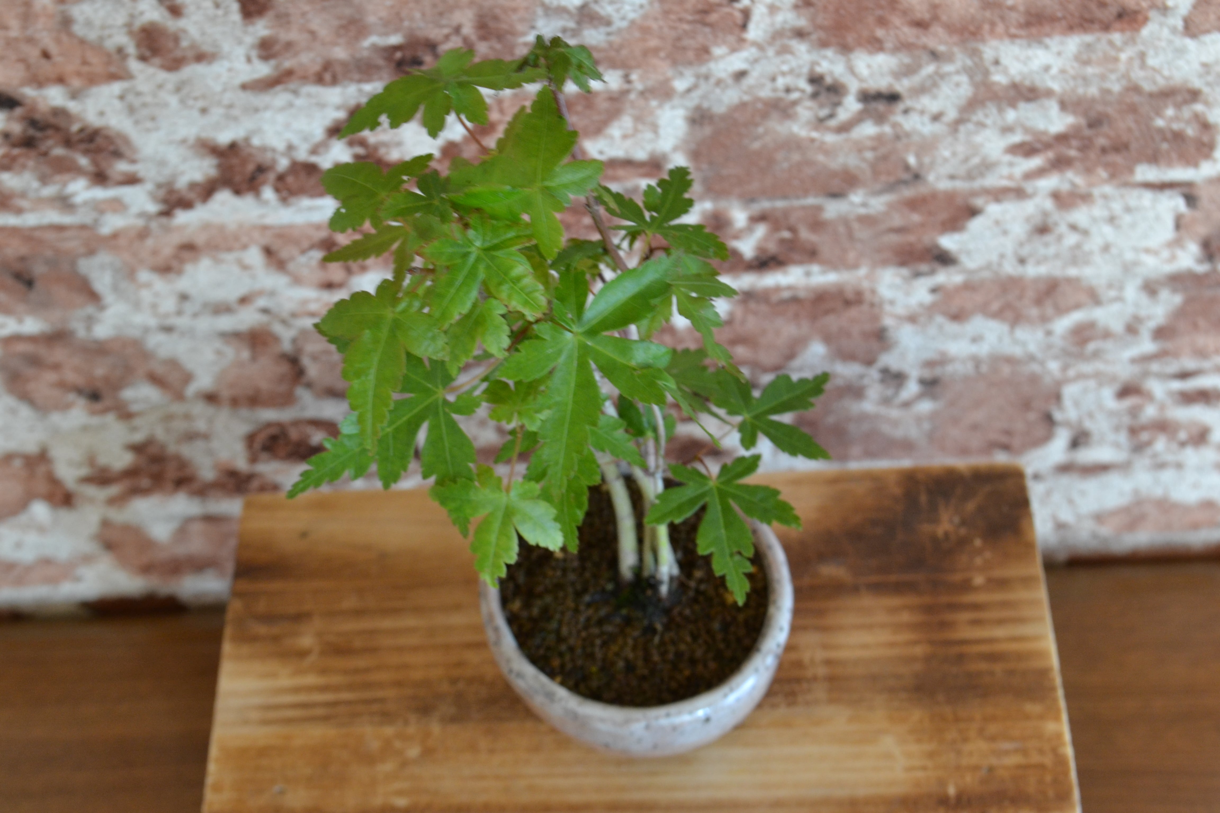 インテリア盆栽「山もみじ 寄せ植え」 | 植物再生工房ReBonsai
