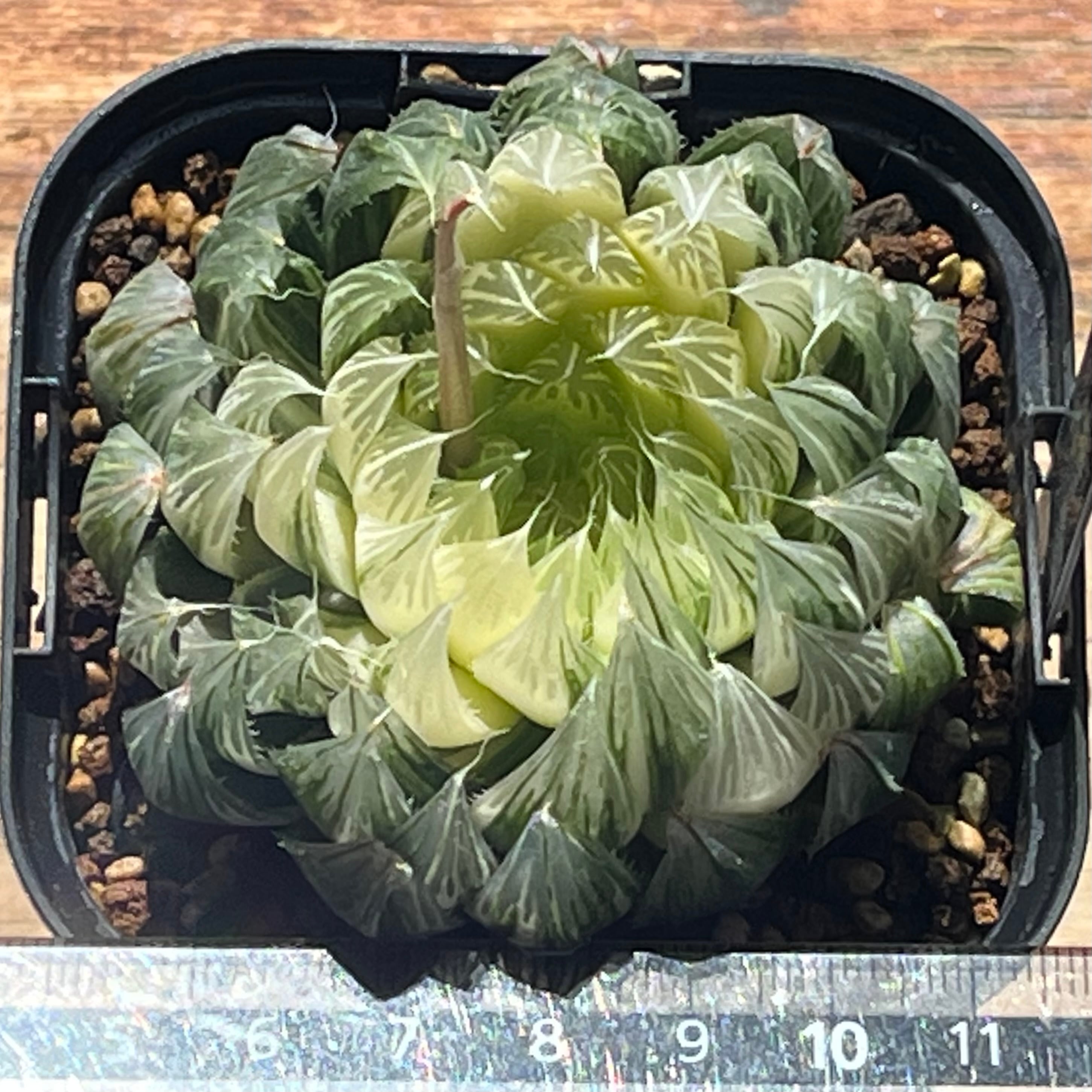 ハオルチア 花胡蝶 オブツーサ錦 | mocono_plants