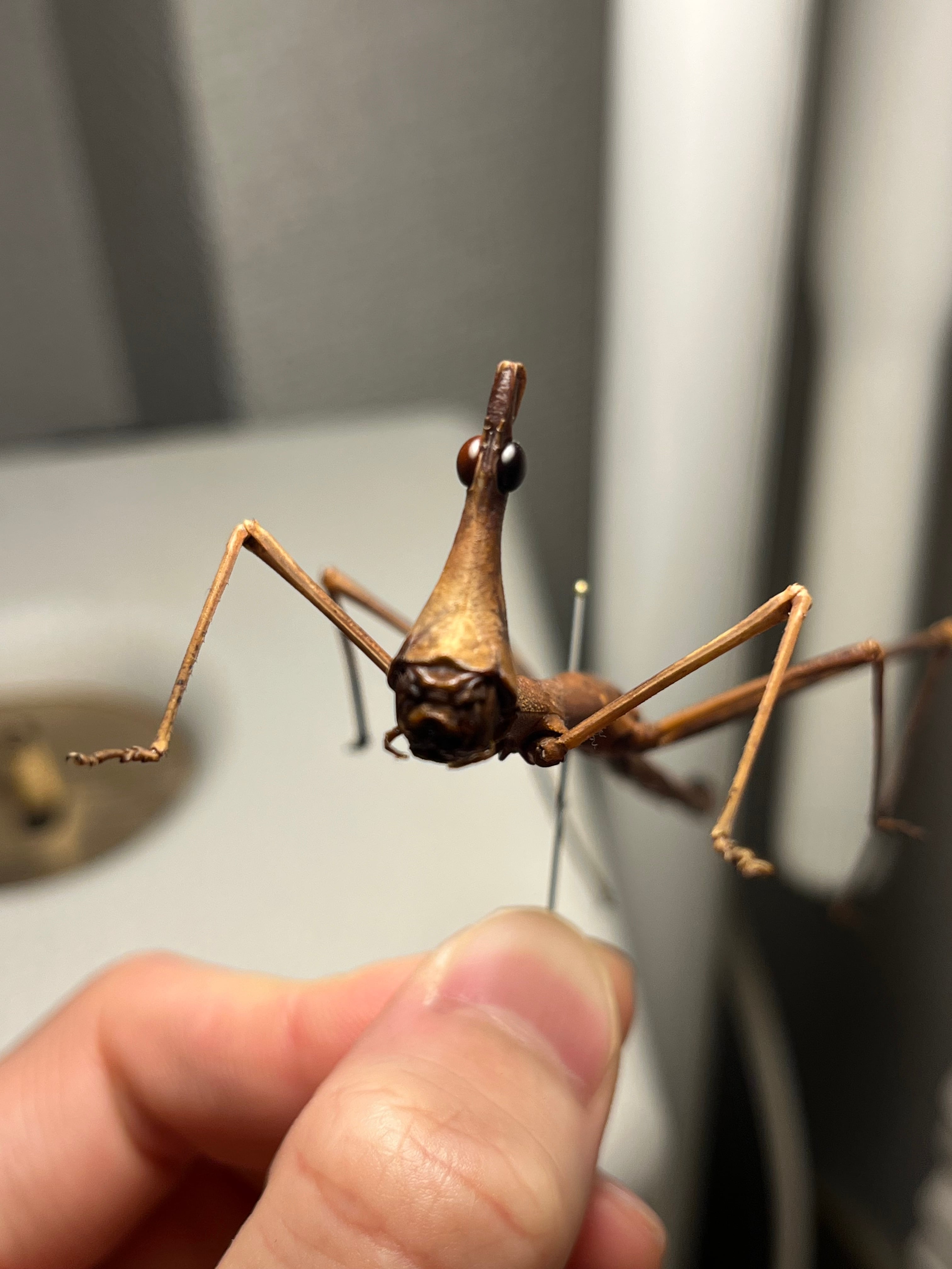 128mm】ザ草食動物の優しそうな顔をしたオウサマボウバッタ 標本 直
