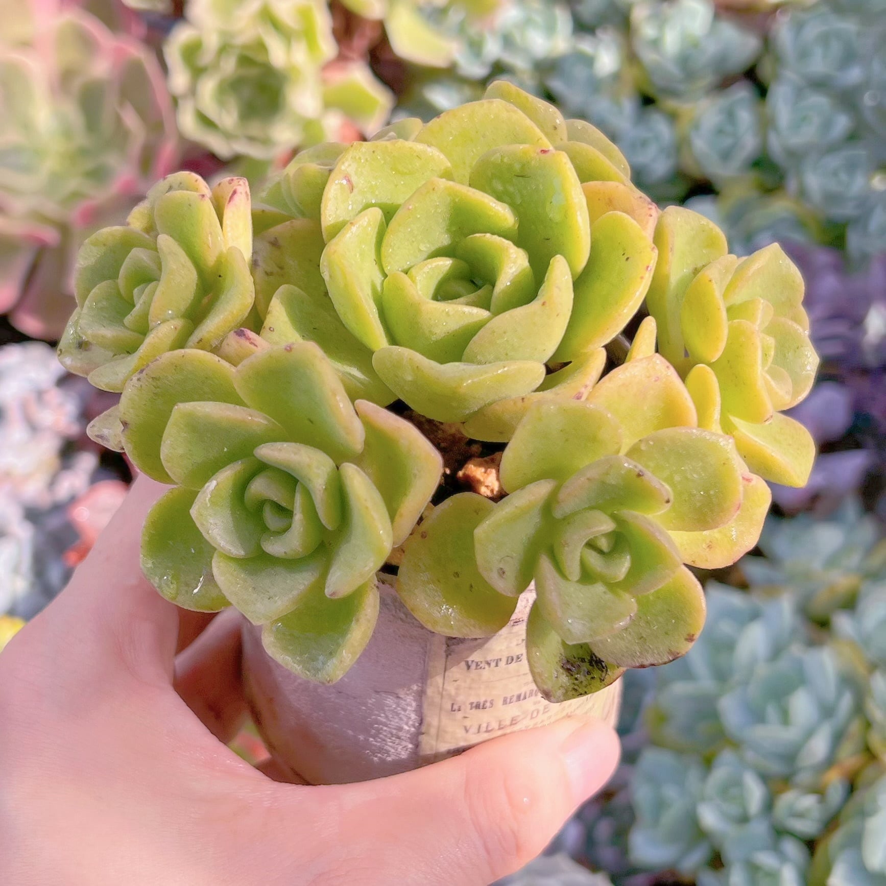 多肉植物 リリーパット 群生 新入荷 るる農園 | るる農園~多肉植物専門