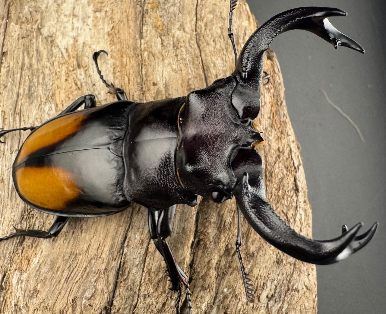 【WD】《セアカフタマタ（パリーフタマタ） 80mm ペア》