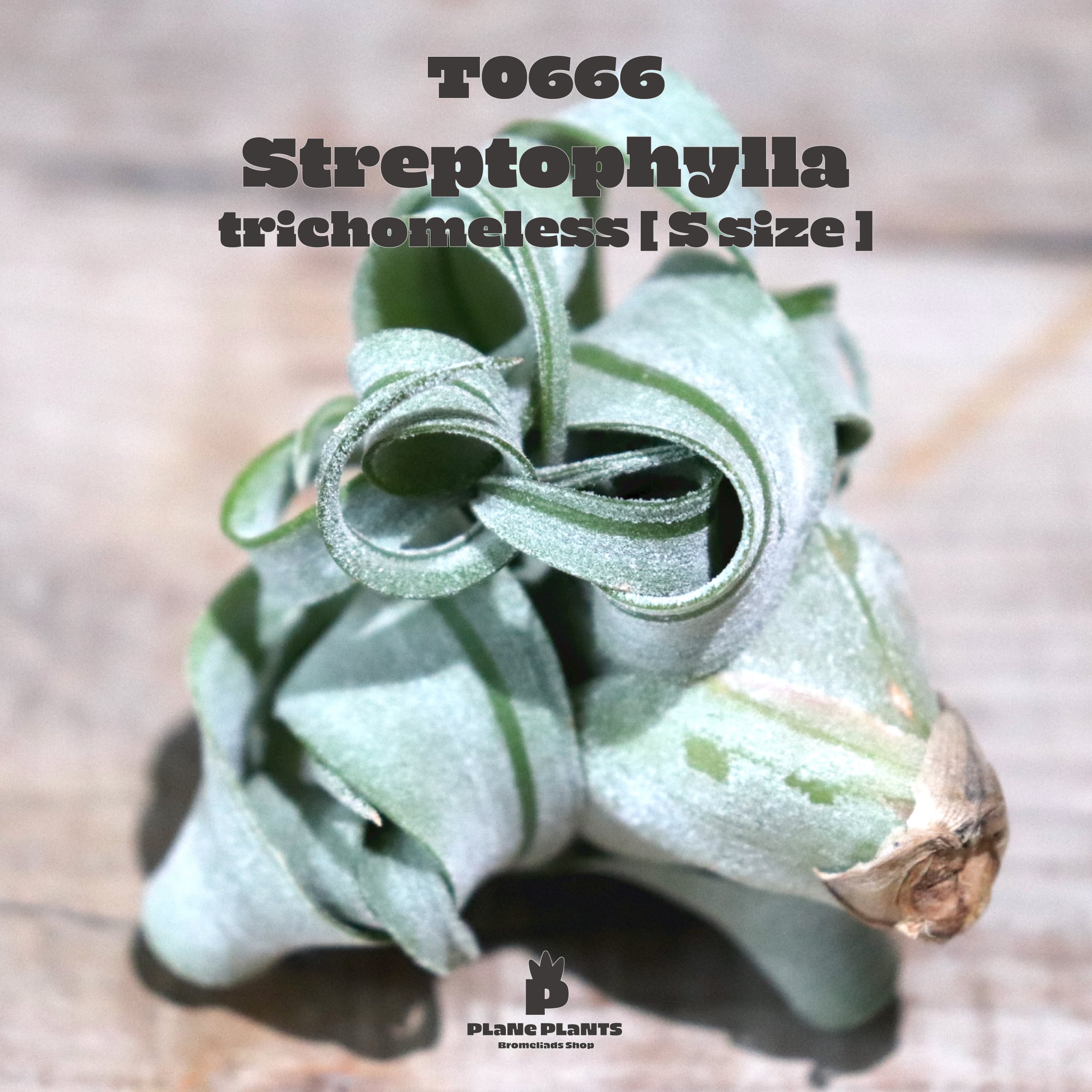 【送料無料】ストレプトフィラS トリコームレス〔エアプランツ〕現品発送T0666