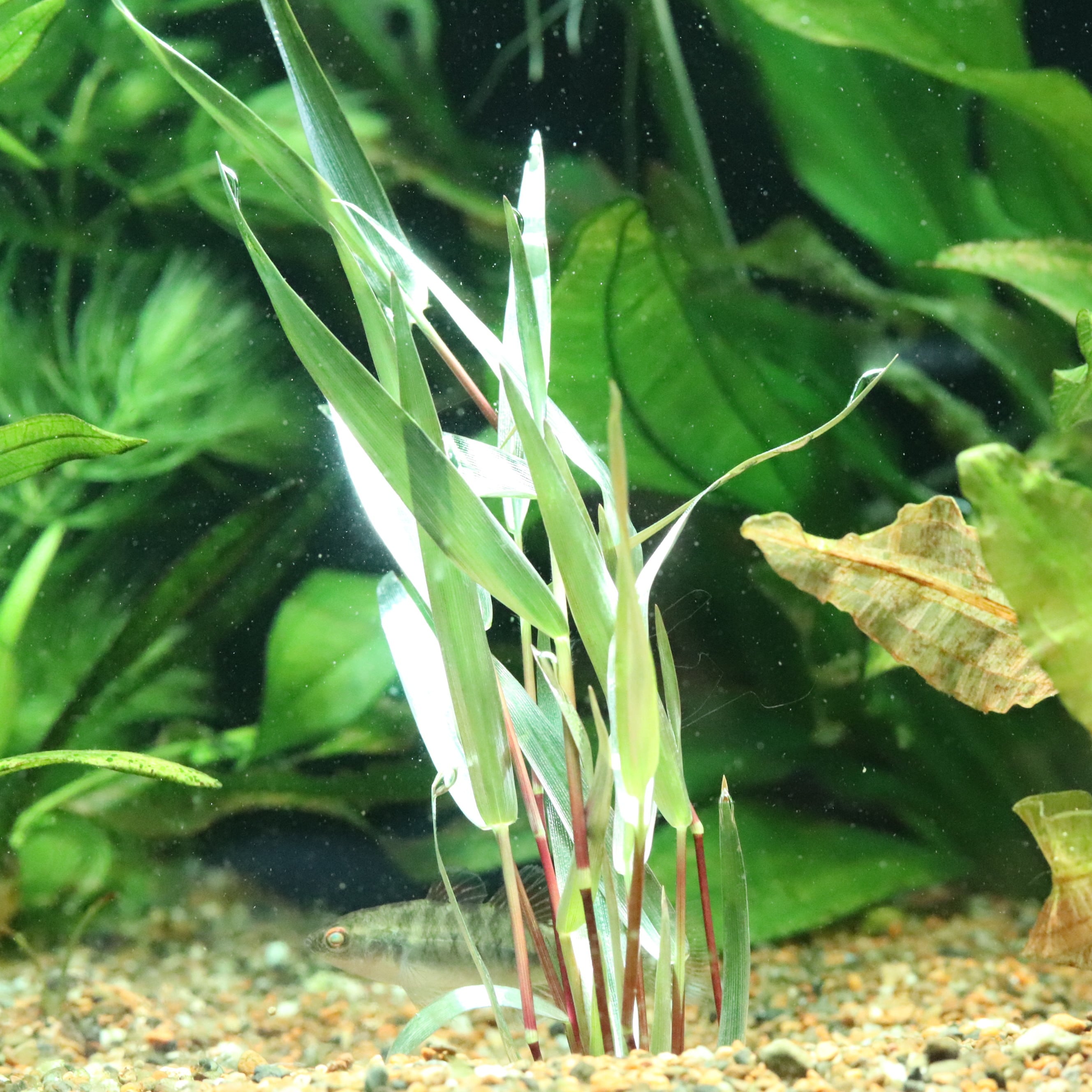 津軽プレミアム 4㎏ | aquarium shop earth