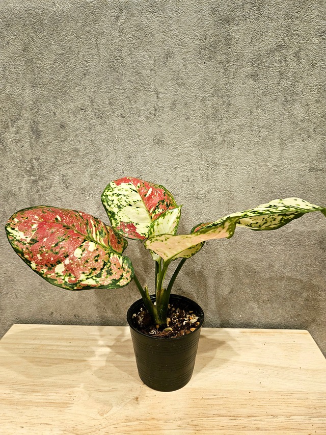 Aglaonema Unyamanee Tricolor  【artPLANTs】 アグラオネマ/Aglaonema