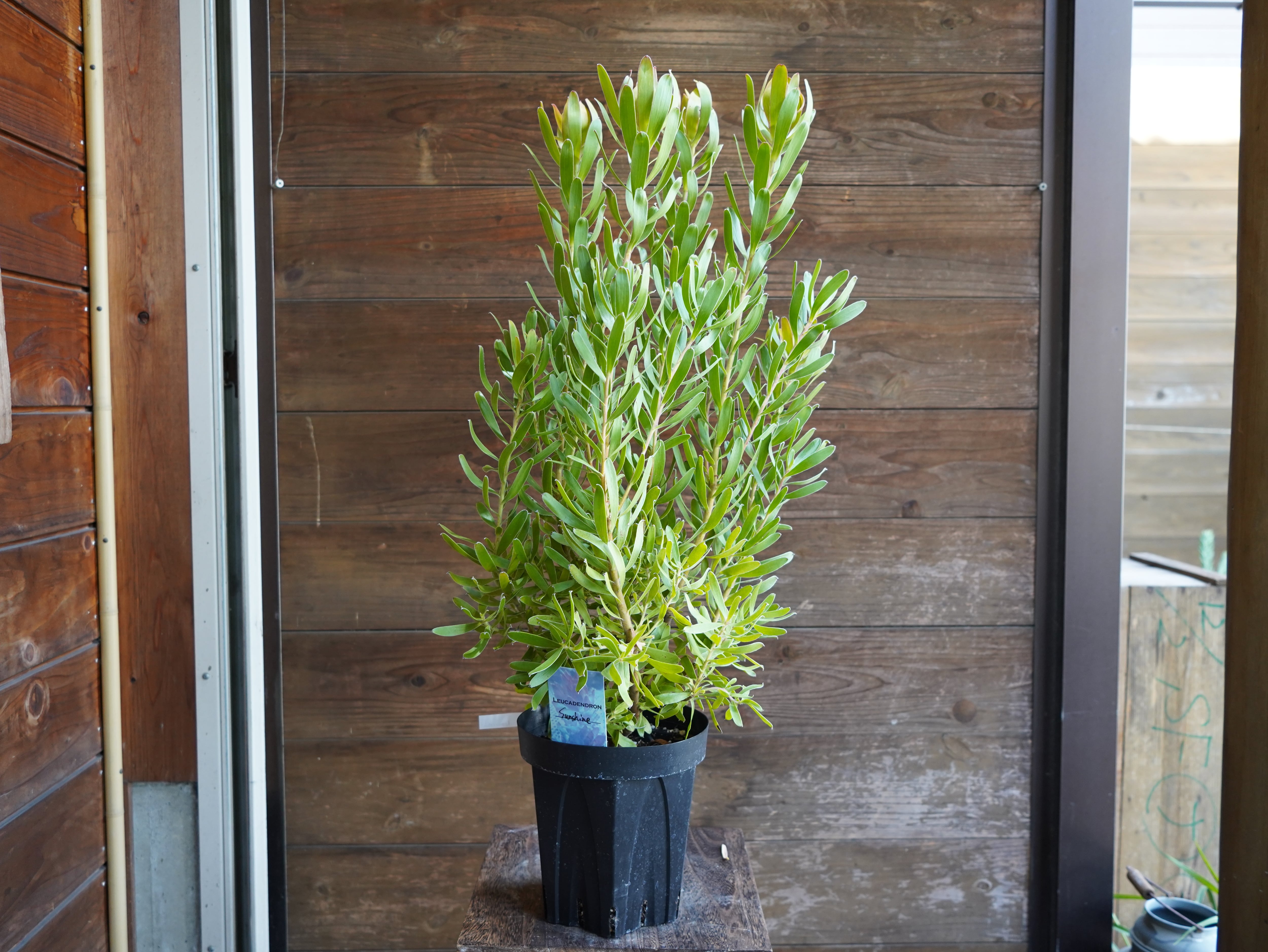 【現物】リューカデンドロン　”Sunshine”　６号