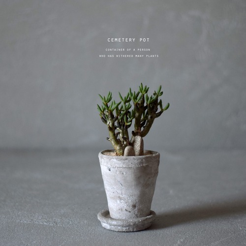 少しだけ植物を枯らしてしまった人の器（チレコドン・ブッコルジアヌス）