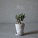 少しだけ植物を枯らしてしまった人の器（チレコドン・ブッコルジアヌス）