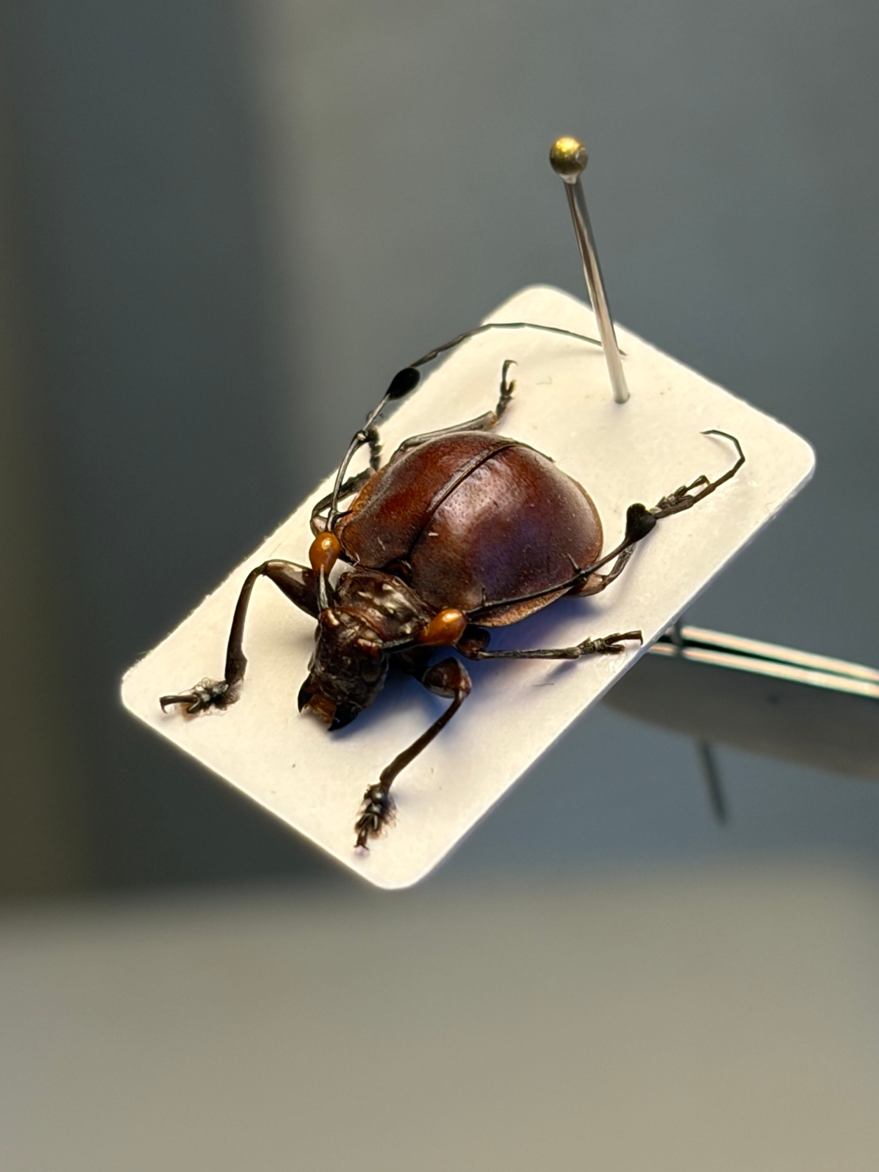 【珍しい赤】ペルーのまん丸な異形カミキリ 標本 天牛 テントウムシ 珍しい赤】ペルーのまん丸な異形カミキリ 標本 Cyclopeplus sp. 天牛