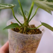 アンスリウム ドラヤキ × シルバーブラッシュ / Anthurium Dorayaki × Anthurium Silver brush⑨ / 観葉植物<育て方・花言葉>