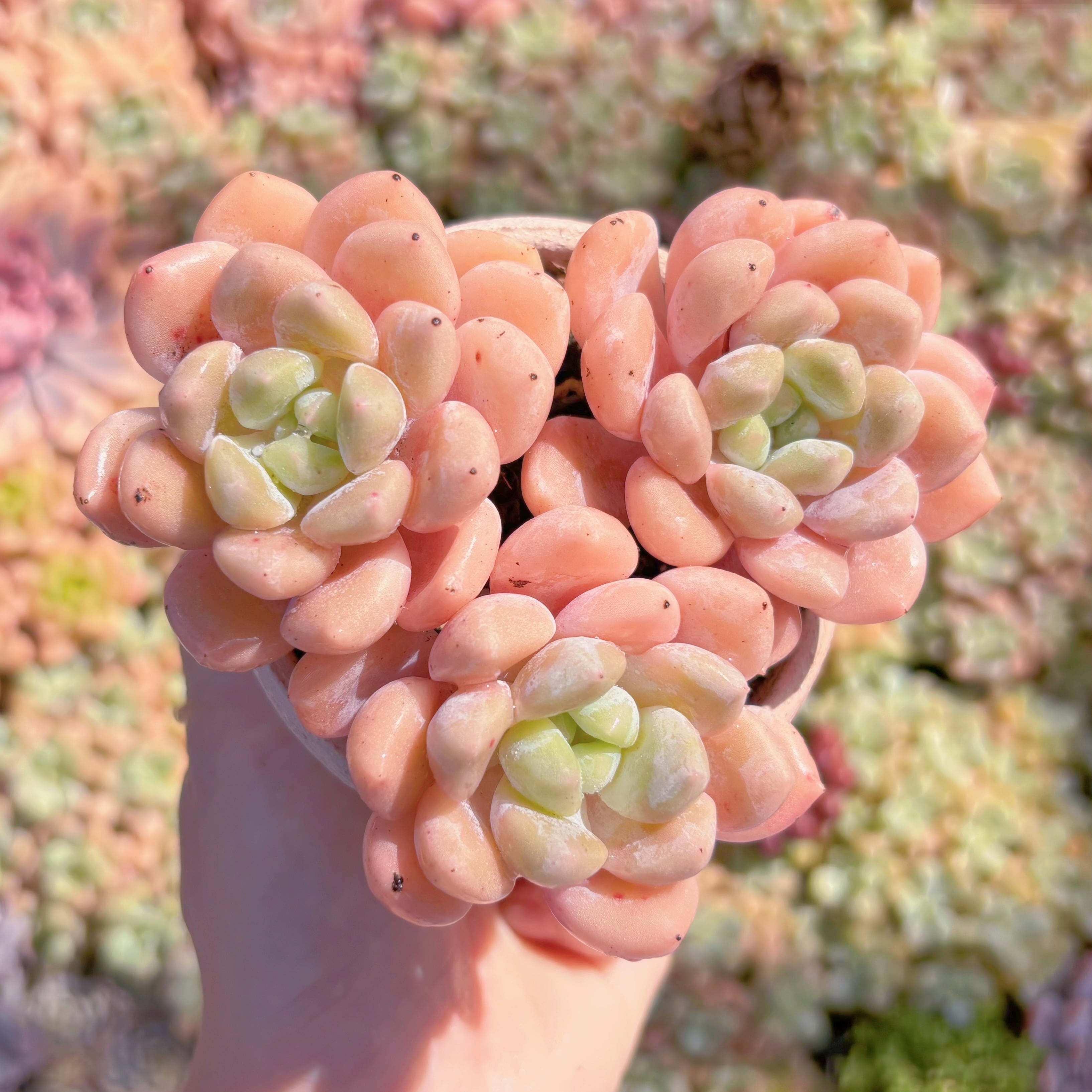 多肉植物　チュベローズ　群生　新入荷　るる農園
