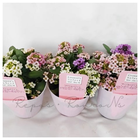 スイートアリッサム:ジュエリーミックス(2.5号)アリッサム苗 人気 花苗 寄せ植え