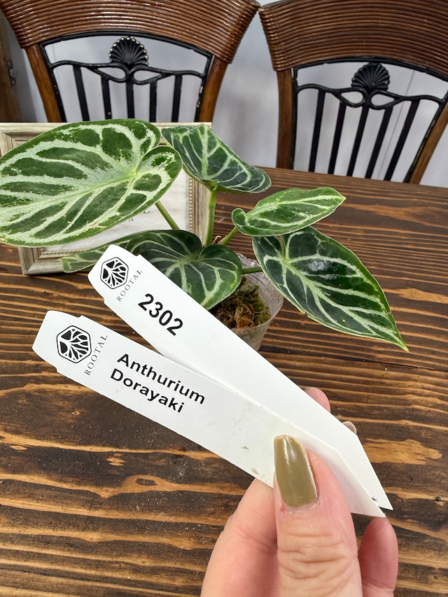 ★2302【みんな大好き】アンスリウム　ドラヤキ（75㎜ポット）