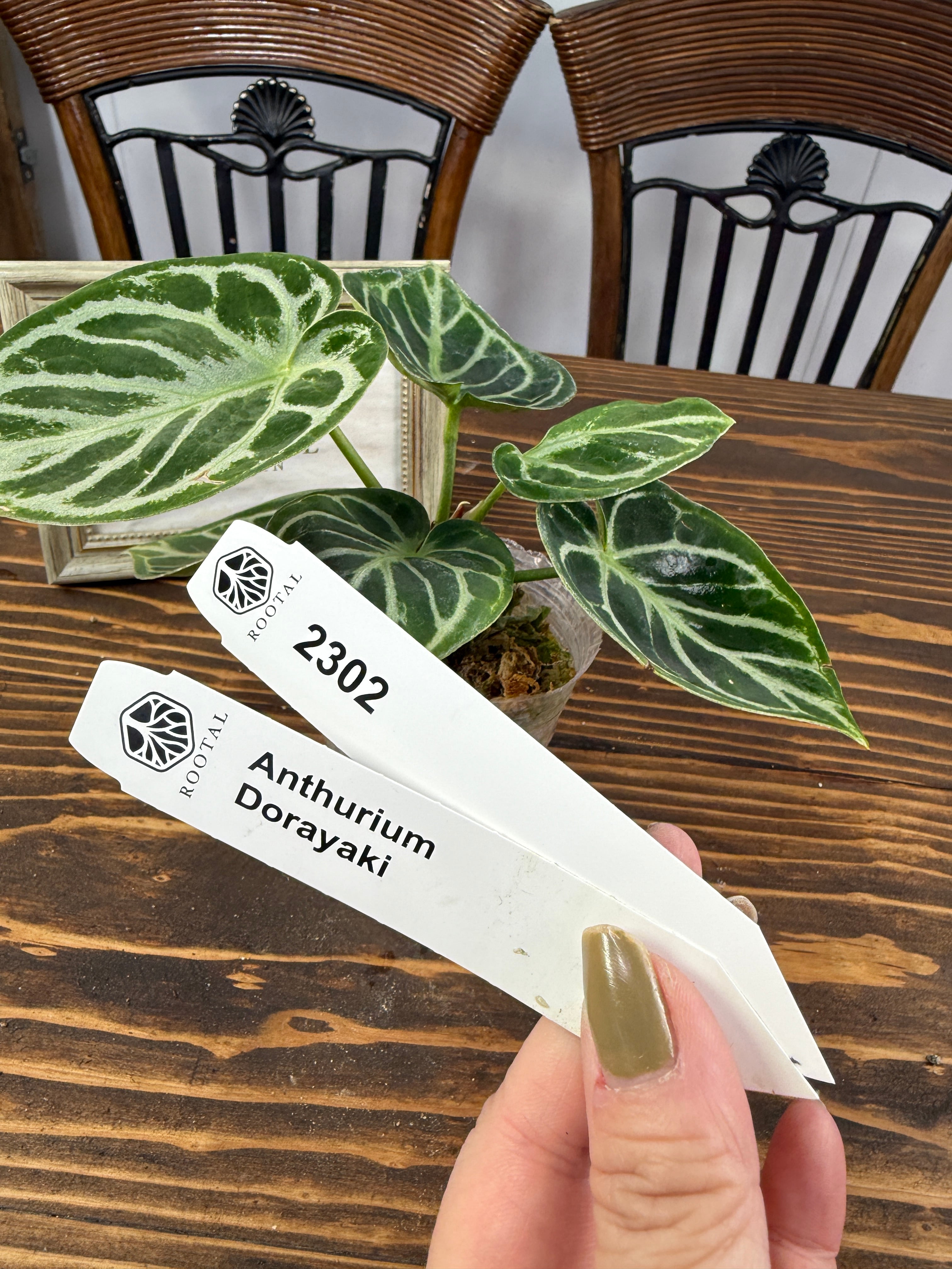 ★2302【みんな大好き】アンスリウム ドラヤキ(75㎜ポット)