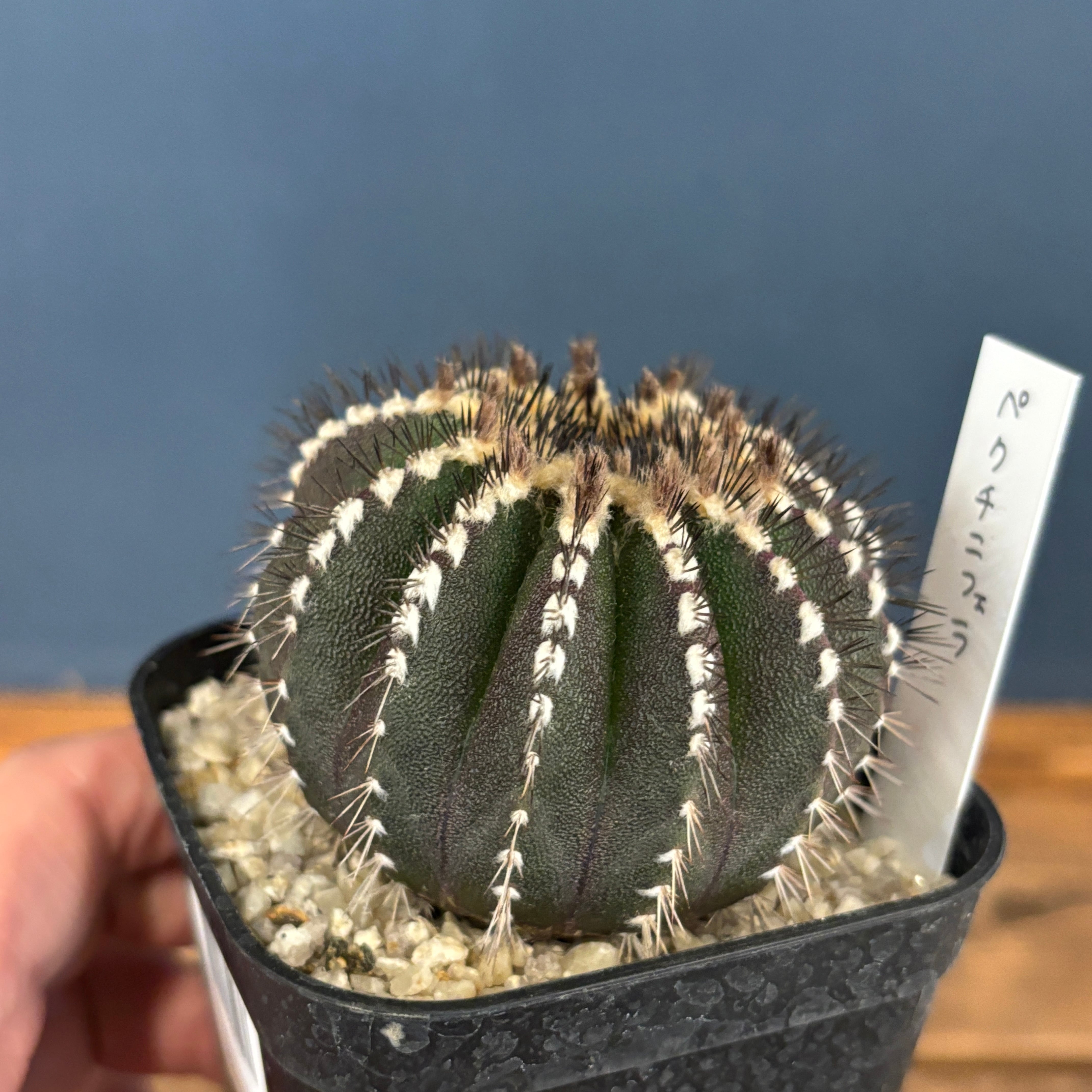 サボテン ユーベルマニア ペクチニフェラ【1098】 | PROTOLEAF プロト