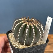 サボテン　ユーベルマニア　ペクチニフェラ【1098】