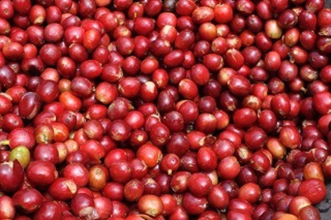 インドネシア マンデリン ビンタリマ 200g