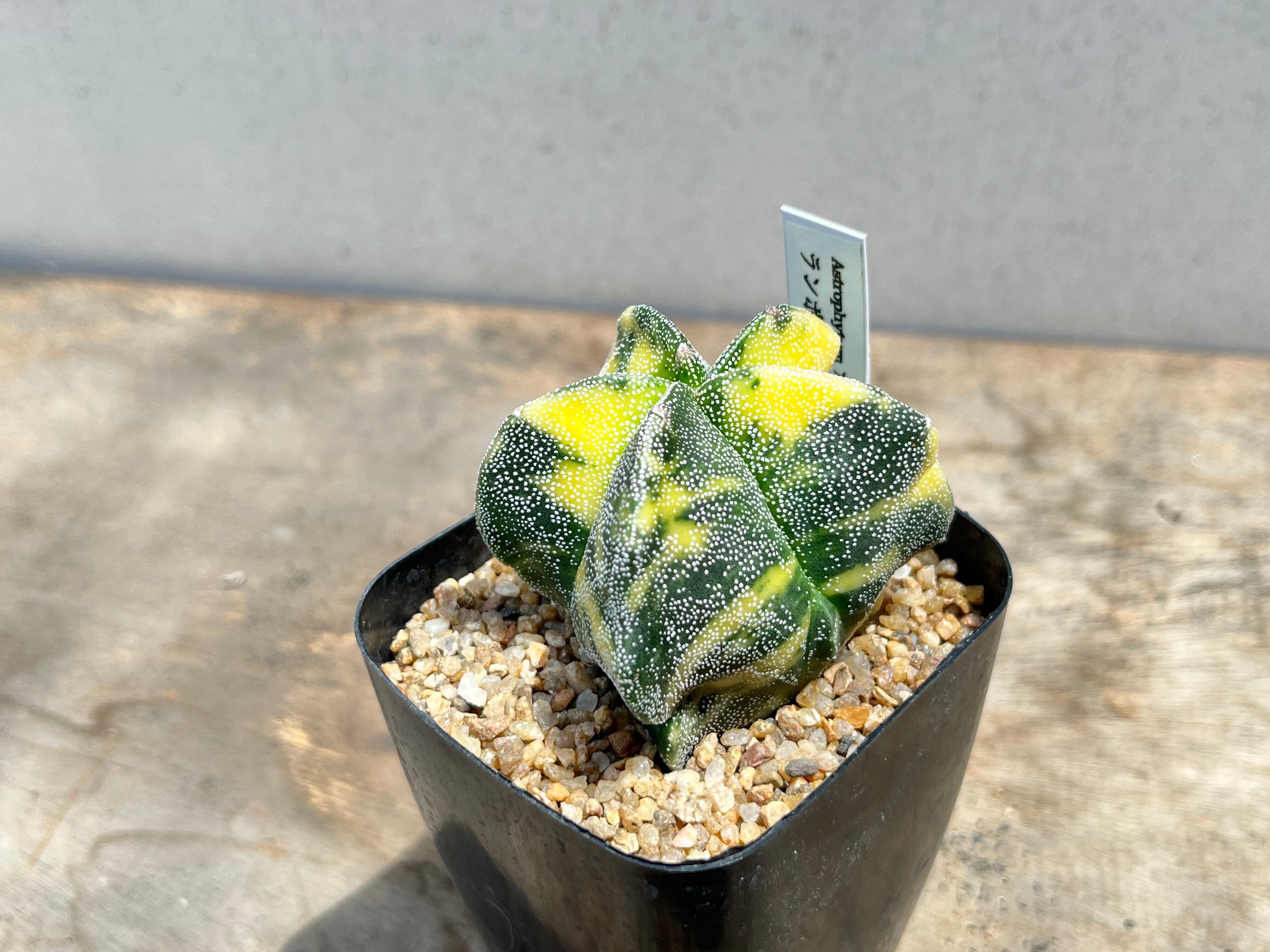 Astrophytum myriostigma アストロフィツム ランポー玉錦 鸞鳳玉錦