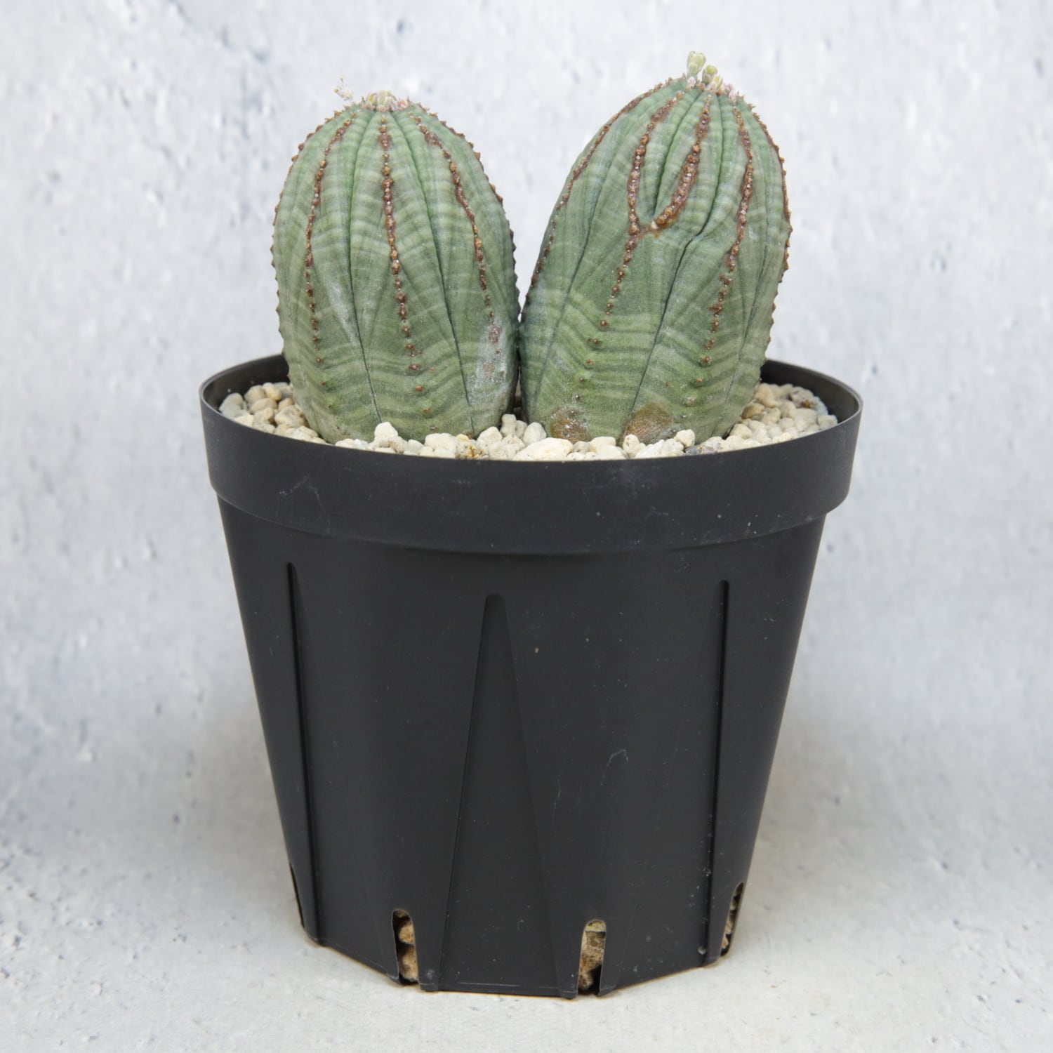 オス株 マイクロ ダブルヘッド オベサ / ユーフォルビア | LIGHTHOUSE