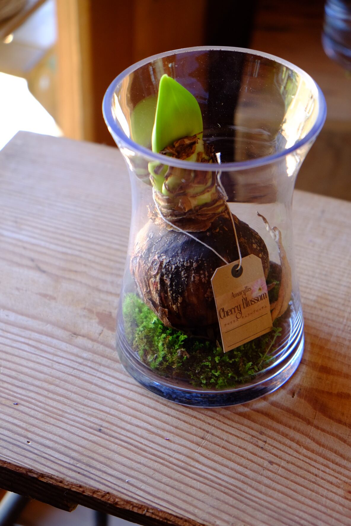 マジックアマリリス×花瓶set | lil boy blue