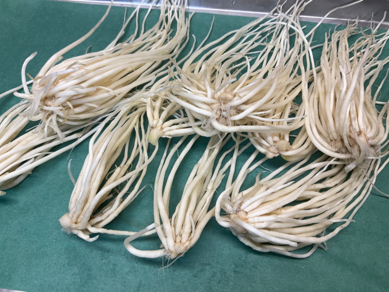 【希少野菜】根ニラ/長野県産/龍神様のひげ/ニンニク？ネギ？ニラ？500g