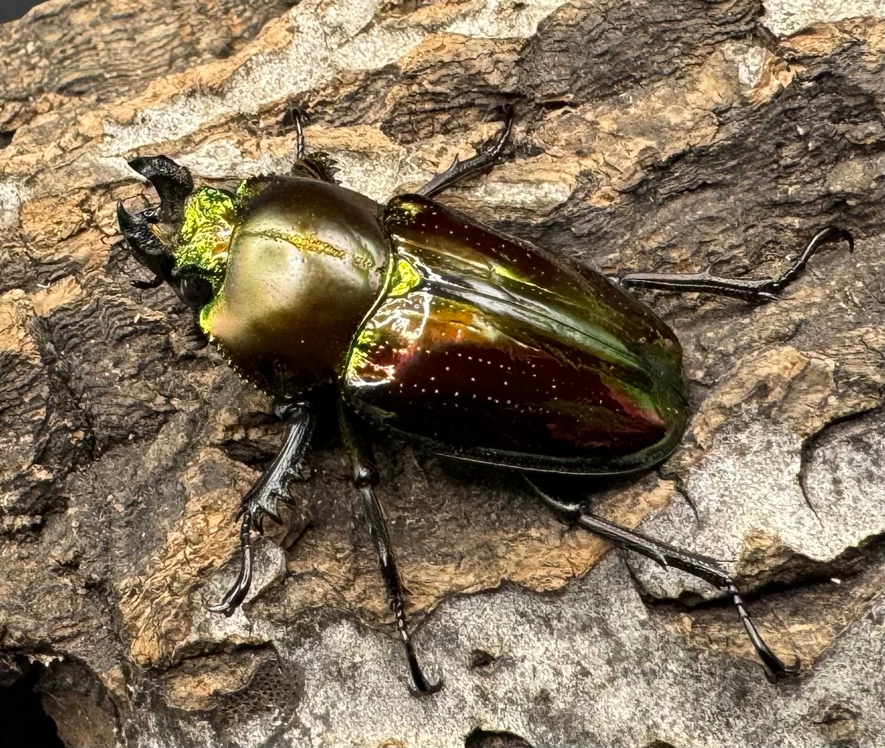 《ニジイロクワガタ 59mm ペア》
