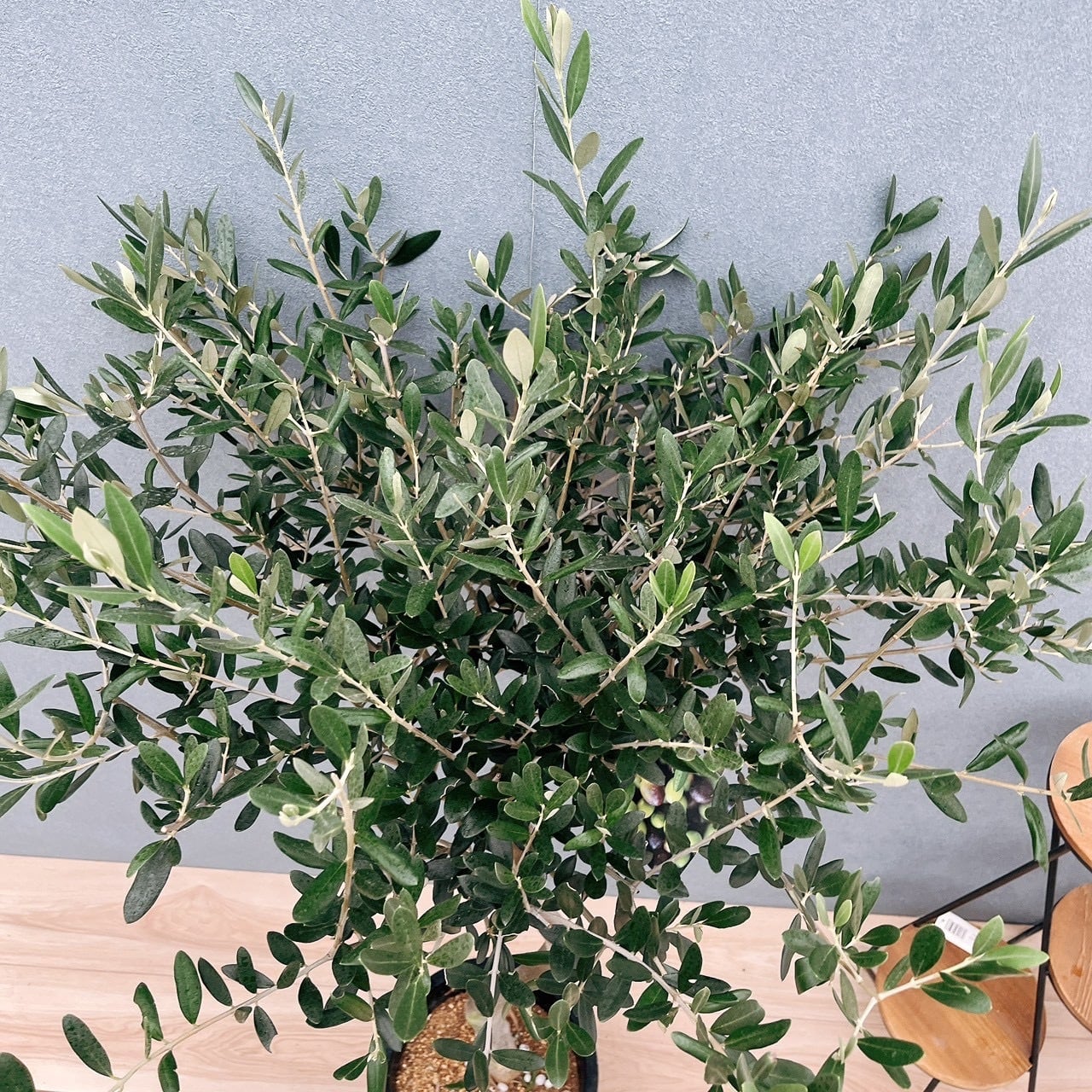 現品］H 創樹 オリーブ ルッカ 8号 観葉植物 大型 屋外 オリーブの木