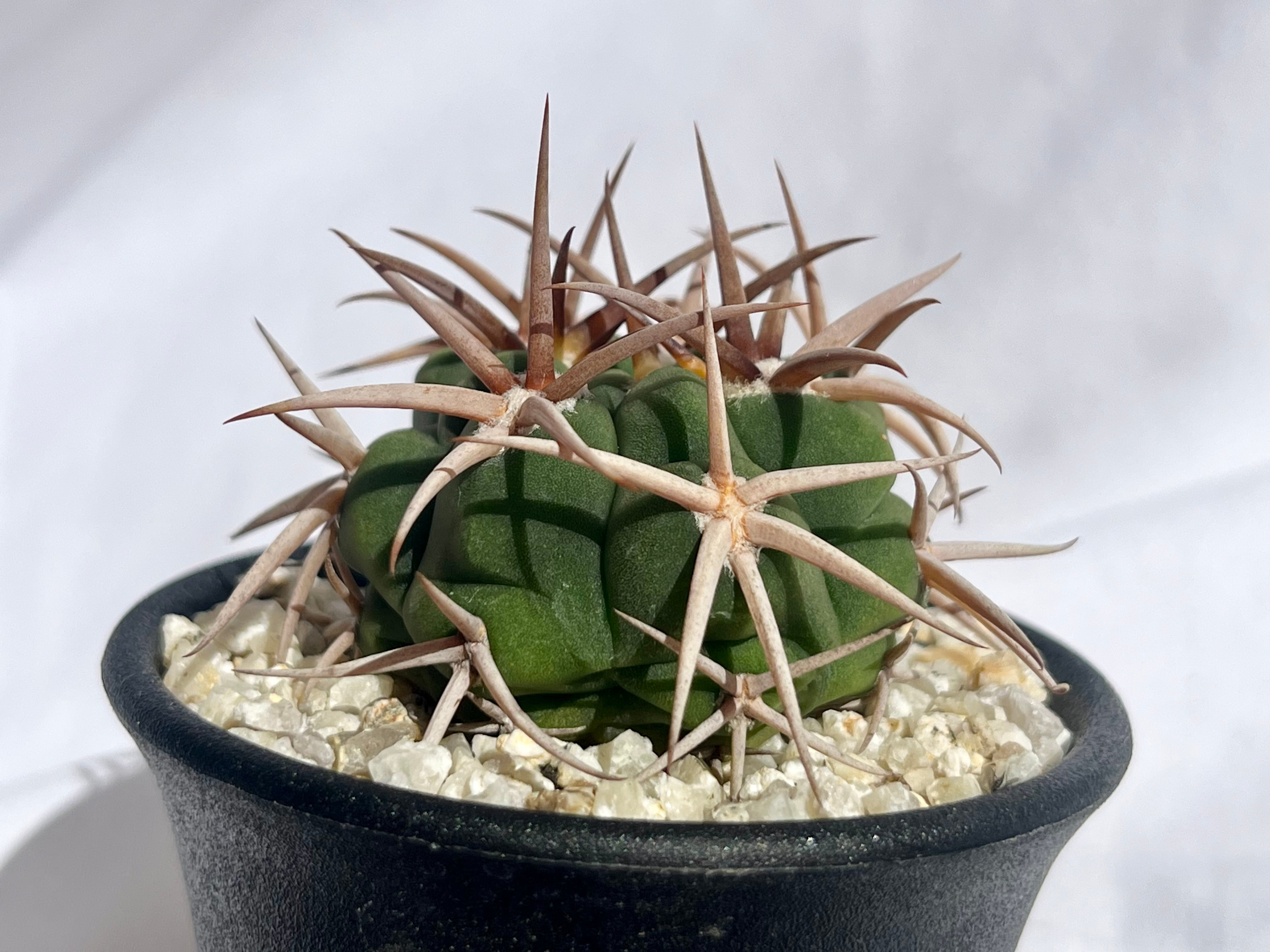 フェロシオール　実生　サボテン サボテン 多肉植物 （9#） フェロシオール 実生