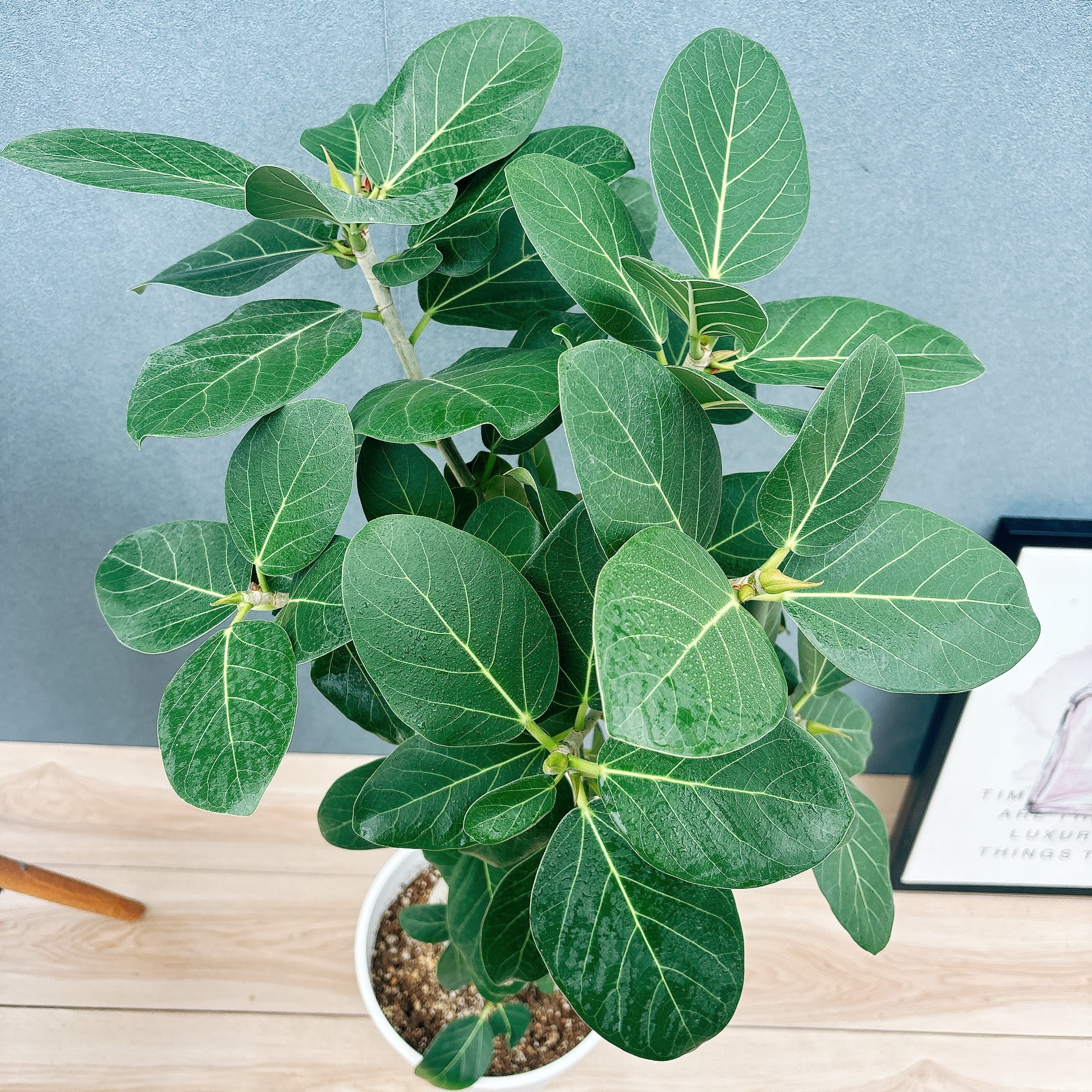 現品］G フィカス ベンガレンシス 曲がり 8号 観葉植物 室内 大型 ゴム