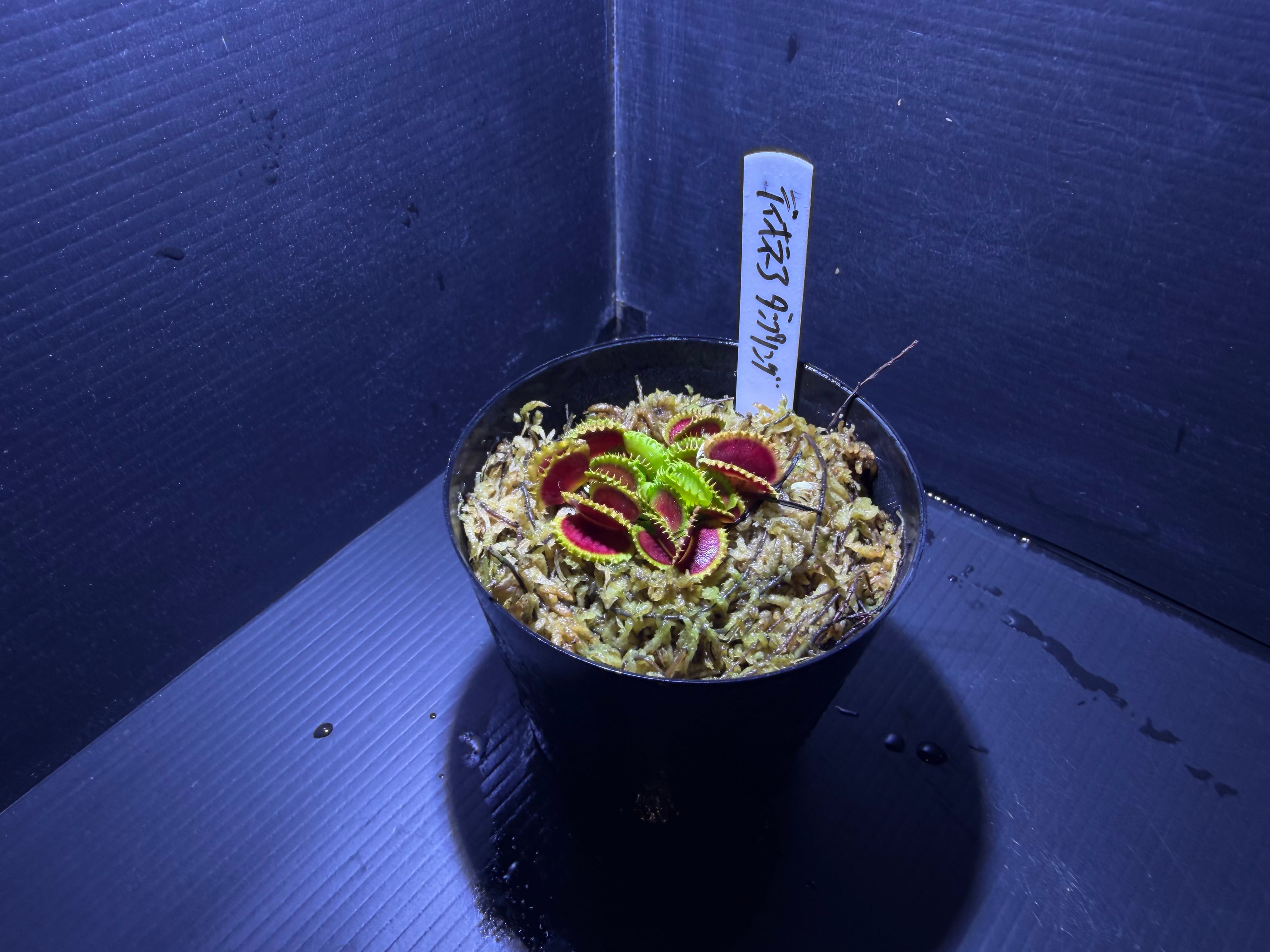 Biokimia(バイオキミア) ミズゴケ 5A ニュージーランド産 1kg | AquaFocus