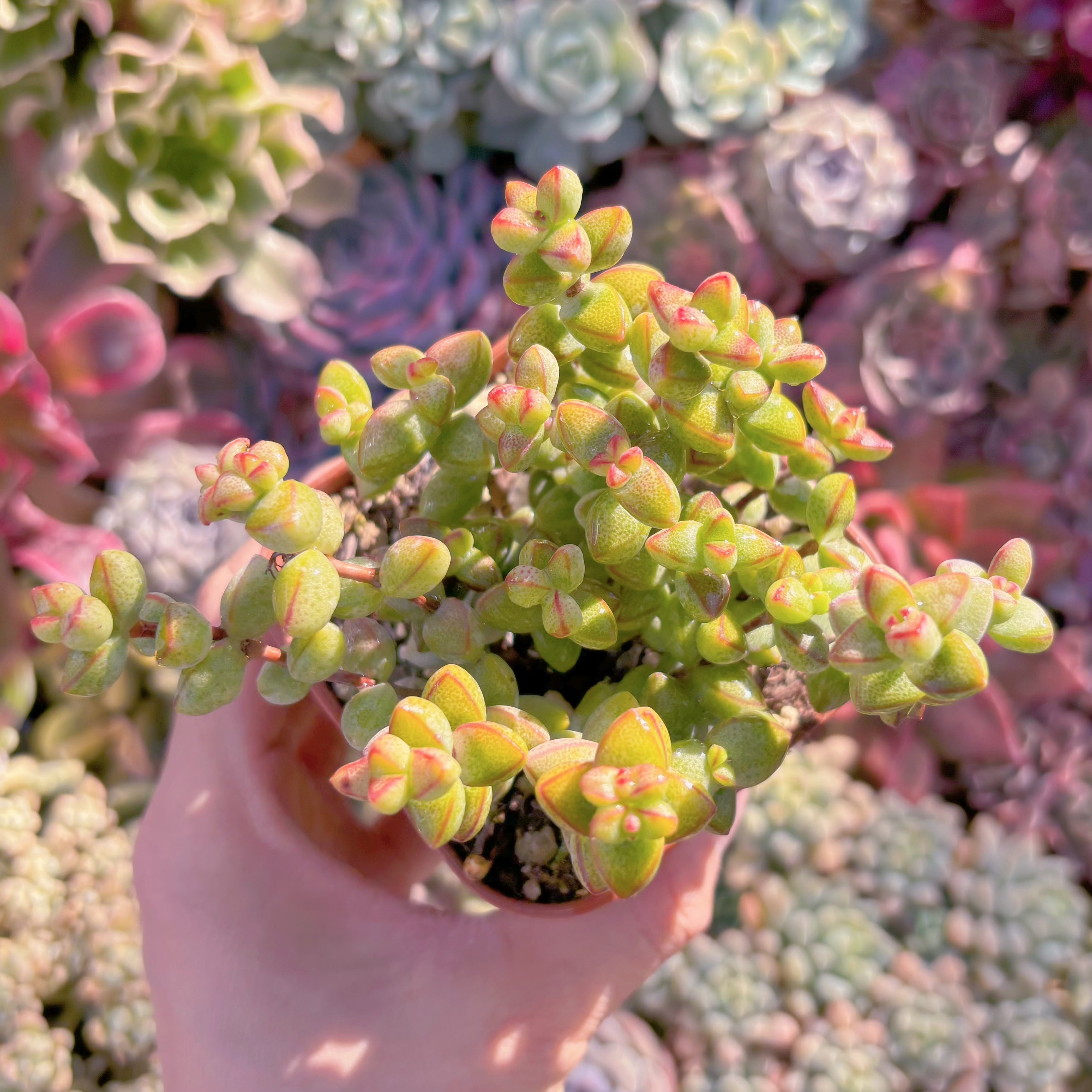 現品　ラブハート#558　るる農園