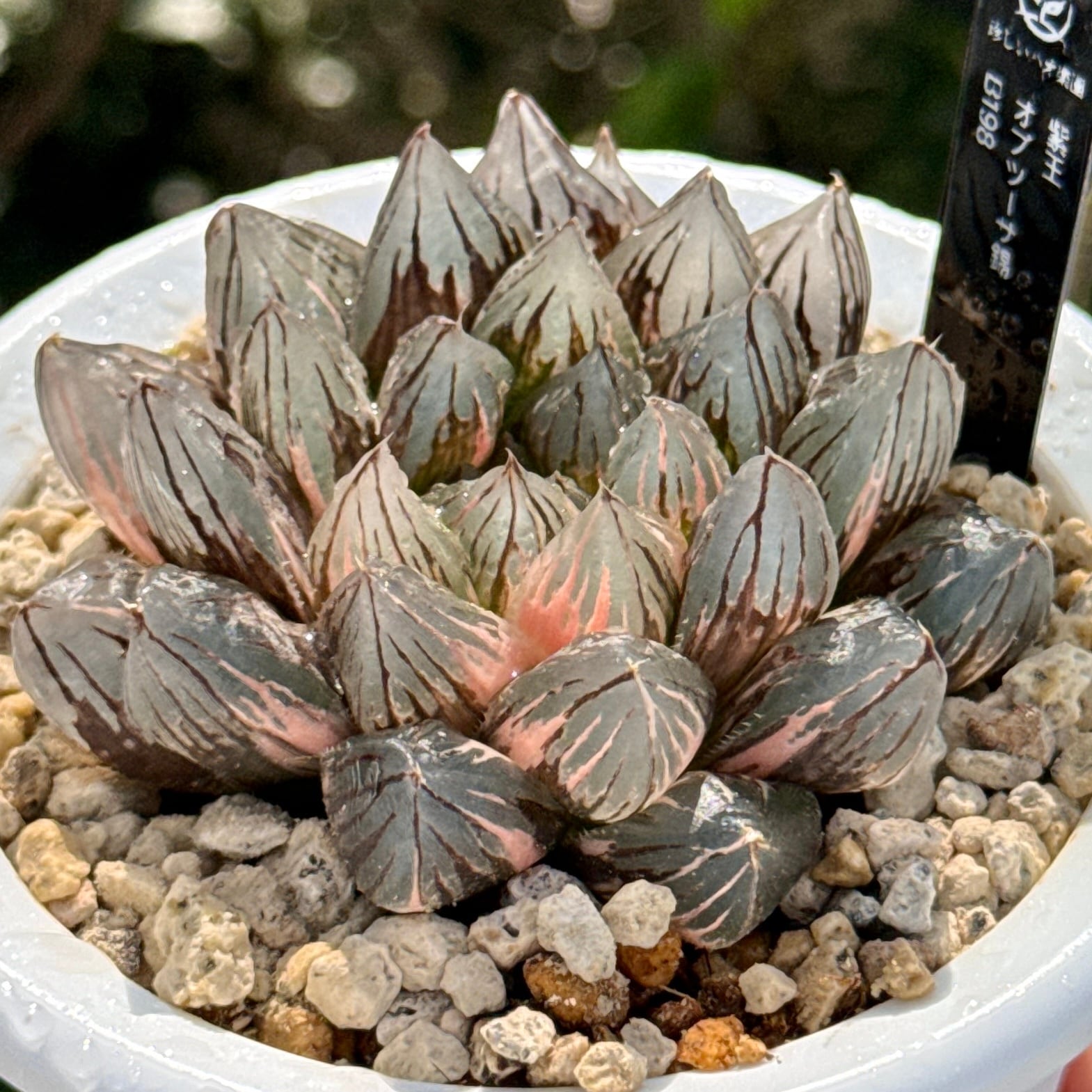 花菱万象錦 B110 | 珍しいハオ楽園