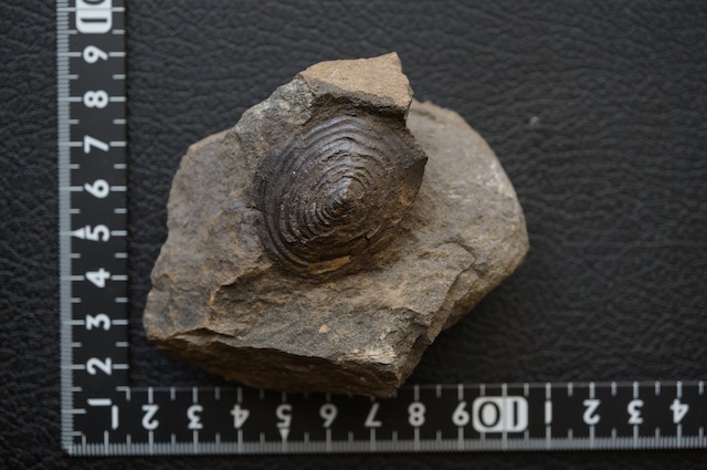 群馬県産ゾウクラゲ化石 Brunonia annulata 1952