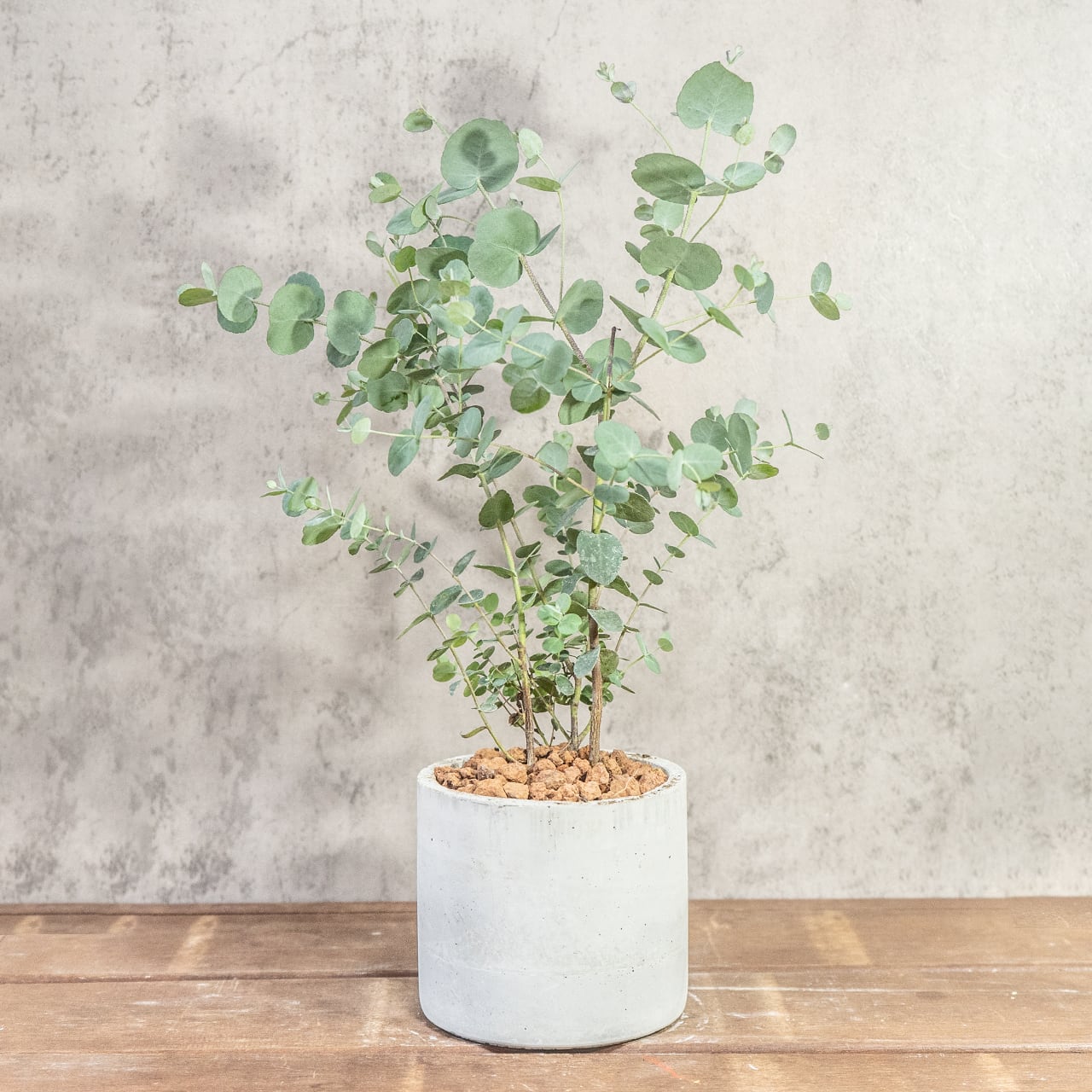 【一株ごとの厳選仕入れ】枝ぶりの美しさ、葉の密度の美しさ。空間を清涼感で満たすユーカリを現品販売でお届け。／手づくりモルタル鉢｜虫発生抑制｜送料全国一律850円