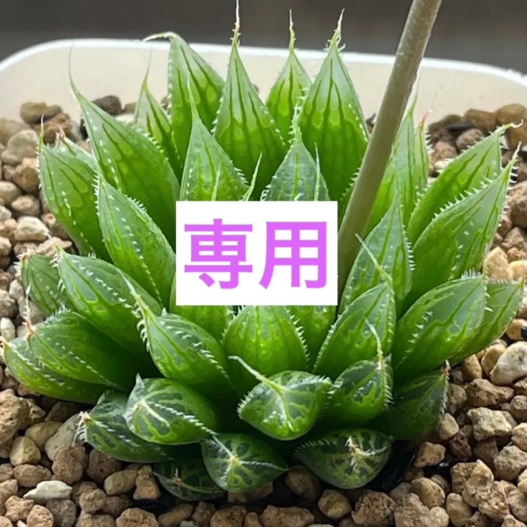 ハオルチア オブツーサ錦 花胡蝶 親株 極上株 【公式通販】