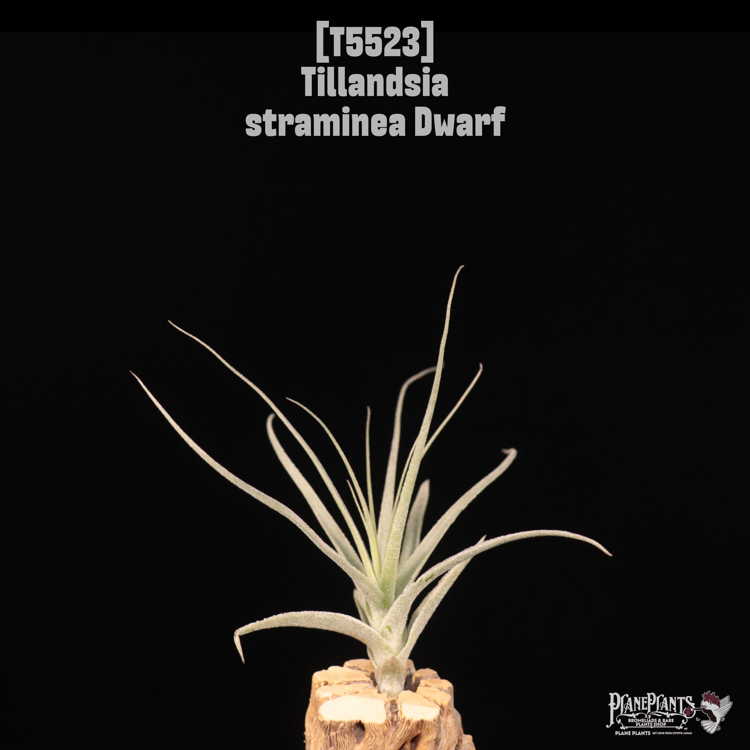 □ IN STOCK [販売中商品] | plane plants