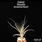 【送料無料】straminea Dwarf〔エアプランツ〕現品発送T5523