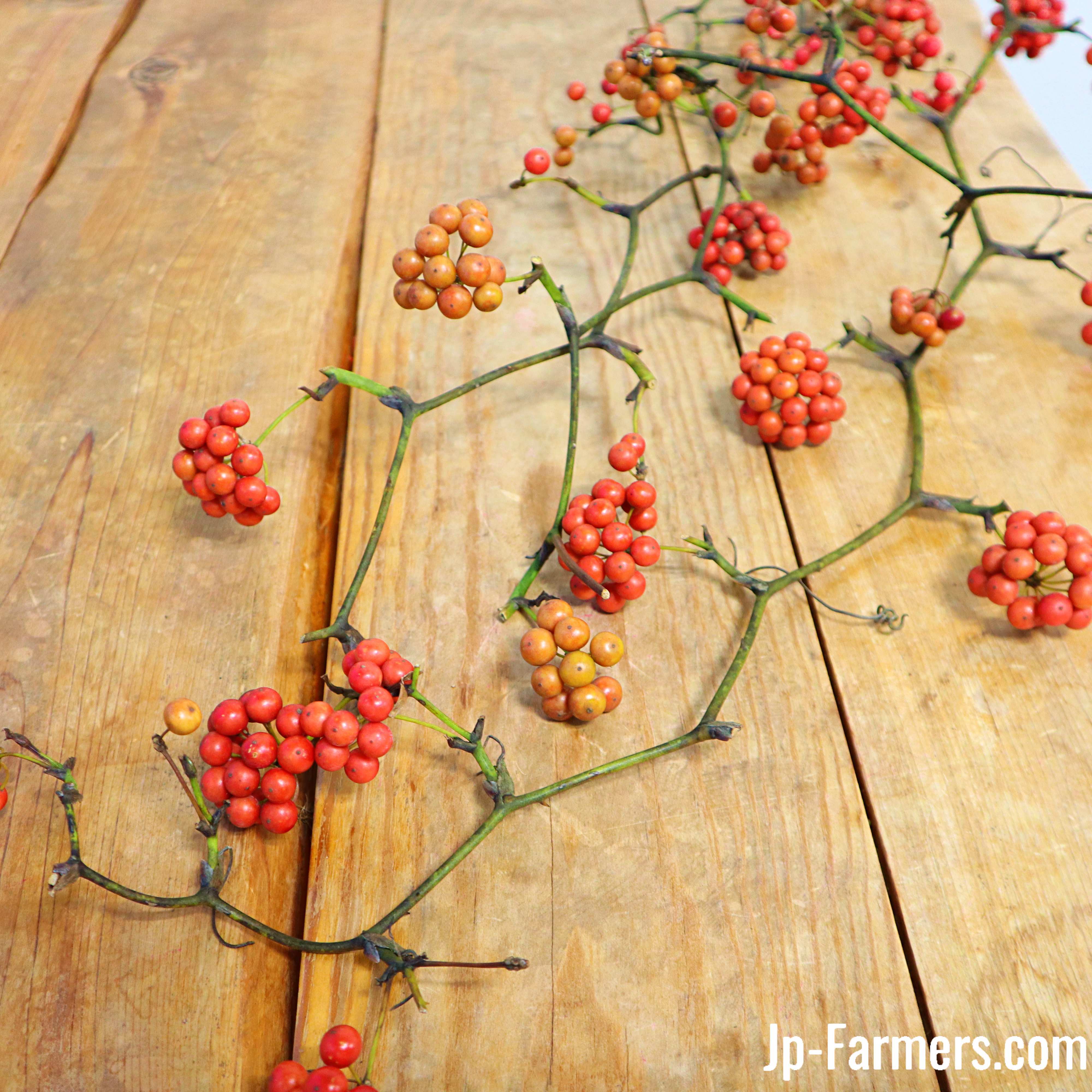 【ご予約No.9】［ぼたん］サンキライ赤 即日☆【ドライ】大地農園/サンキライのツル(実付き) 6本入り プラチナ